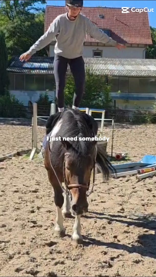 Annabell sucht ihren neuen Herzensmenschen! 🌟
Diese charmante, fleißige und vielseitige Kaltblut-Stute überzeugt mit tollem Charakter, angenehmen Reitgefühl und echter Sportlichkeit. Ob Dressur, Gelände oder kleine Sprünge – Annabell ist immer motiviert dabei.
📍 Standort: Braunschweig
📩 DM für weitere Informationen
Ehorses ID: 4629443
#springreiten #reitturnier #reitsport #reitpferd #springpferd #horsesofinstagram #equestrianlife #pferdeliebe #jungpferdeausbildung #nachwuchspferd #futurestars #younghorses #pferdezucht #verkaufspferd #verkaufspferde #saleshorse #horsesforsale #showjumpersales #dreamteam #maresilange