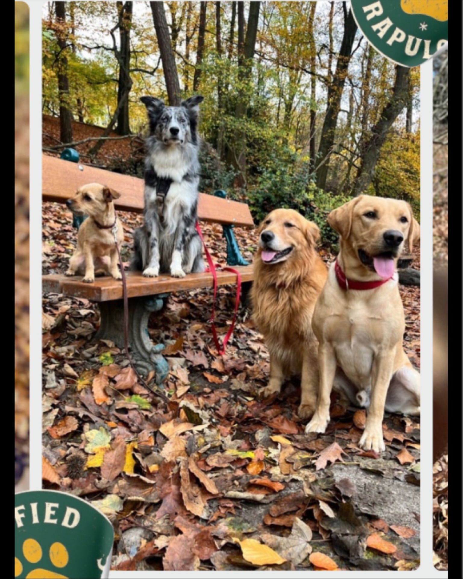 Des moments simples, mais tellement précieux : une bande de chiens qui savourent leur quotidien au cœur de la nature. 🌿🐾
Ici, chacun se régale de la présence des autres. Ils courent, se croisent, se taquinent, se séparent pour mieux se retrouver… un vrai ballet de copains.
Entre deux jeux, ils explorent, reniflent les secrets de la forêt, partagent des courses folles et des pauses complices. Chaque journée offre sa dose d’aventure, de liberté et de joie pure.
Avec eux, la nature devient un terrain de bonheur — et l’amitié, leur plus belle récompense. 💛✨
#Bruxelles #Brussels #BelgiumPets #DogsInBrussels #PetSittingBruxelles #DogLoversBelgium #PetFriendlyBrussels #CrapuloussClub #PetSitting #DogFriendship #HappyDogs #DogLovers #DogLife #DoggyLove #PetCare #AnimalLovers #PetFriendship