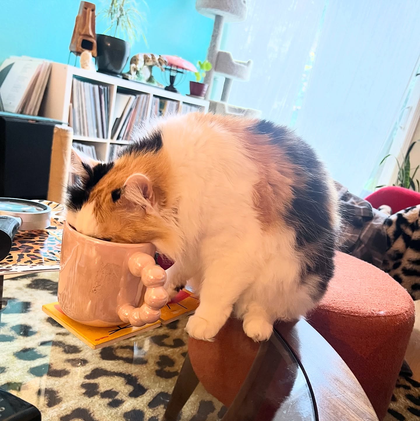 We’ve secretly replaced her usual Maxwell House with new Folgers!
.
Will it be good to the last drop?
Let’s find out!
.
Just kidding 😂
I WAS drinking water when someone came along and helped themselves.
.
.
#hairbybettina #cats #catlife #catdrinkingwater #sonomacounty