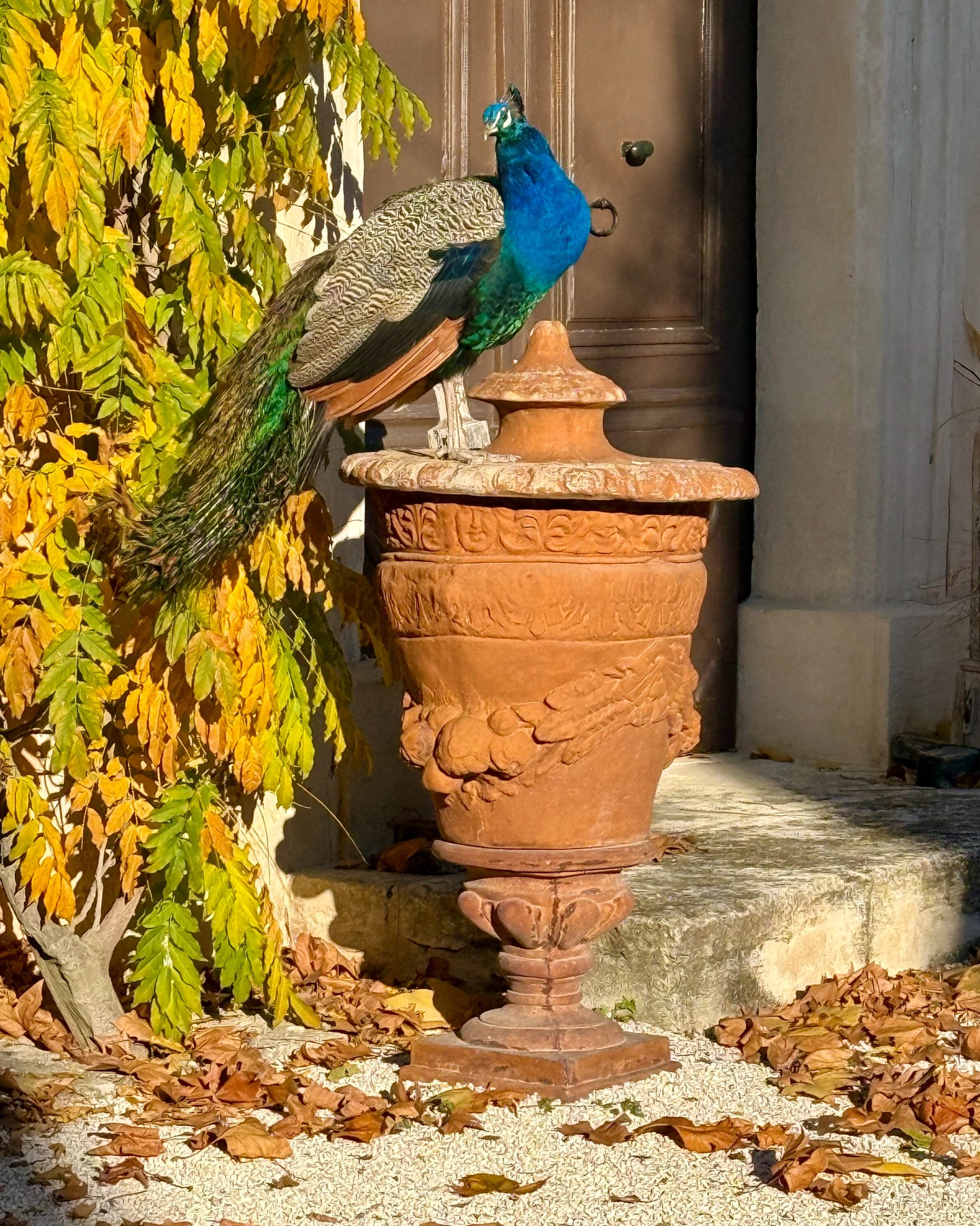 🏡 Un refuge élégant pour accueillir l’amour, vos proches et vos plus beaux souvenirs.
#LaBastideDuRegent #MariageDePrestige #MariageEnProvence #MariageDeRêve #UnJourInoubliable #CérémonieÉlégante #AmourEnProvence #RomanceÉternelle #MariageChicEtRomantique #WeddingDreams #LuxuryWeddingFrance #ProvenceWedding #DestinationWeddingFrance #SouthOfFranceWedding #ChateauWedding #InspirationMariage #PrestigeWedding #ÉléganceEnFête #LuxuryWeddingVenue #MariageSousLesÉtoiles