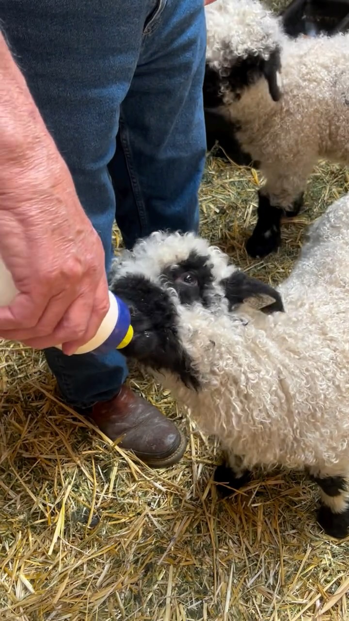 Who else has hungry eyes today?? 🙋♀️
Wishing you all a happy, healthy, and FILLING Thanksgiving! 🦃
#givethanks #thanksgivingdinner #lamb #cute