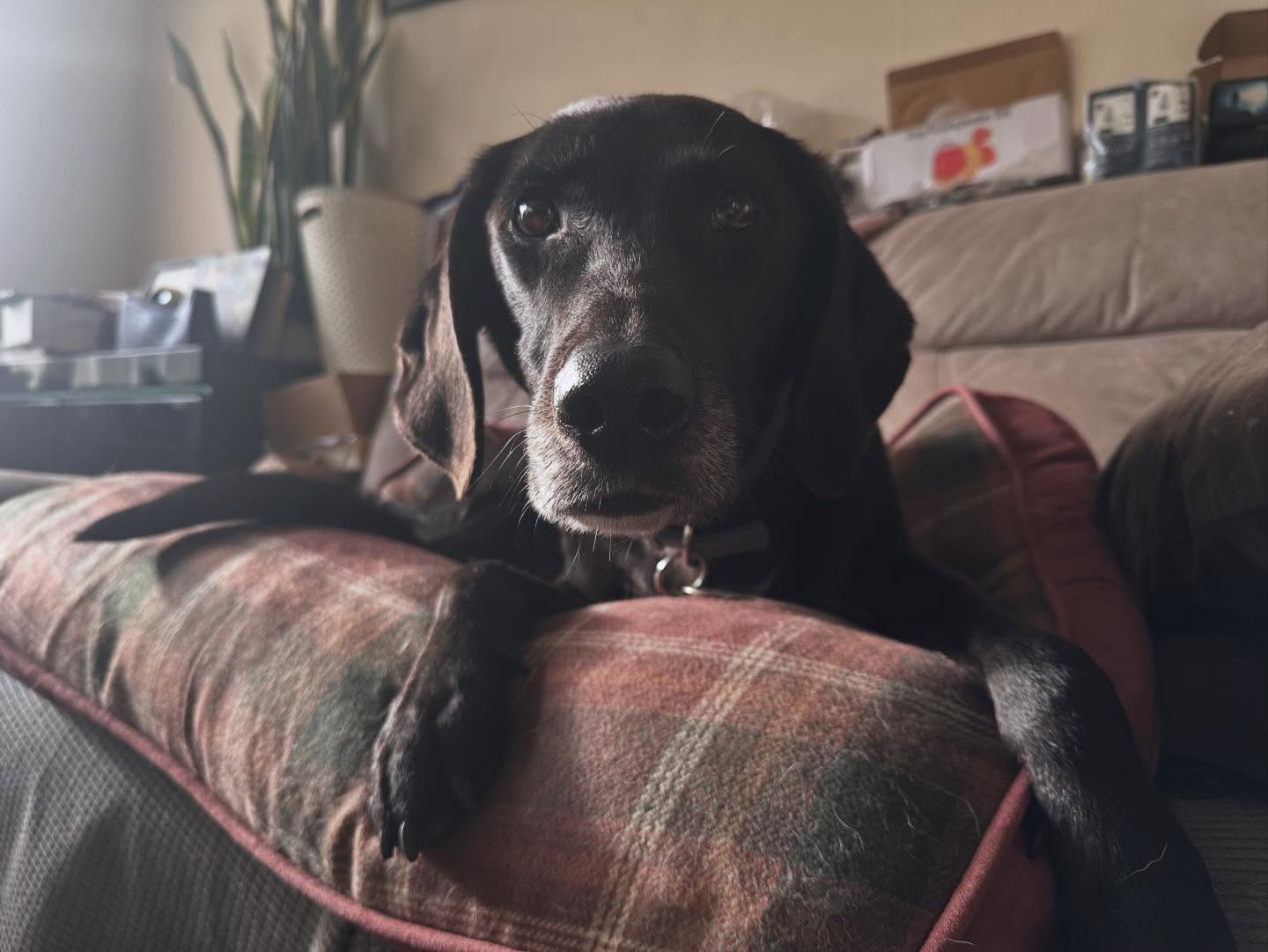 The cutest face 😍
Gorgeous boy Sammy looking cosy in his bed following his physio session this week!