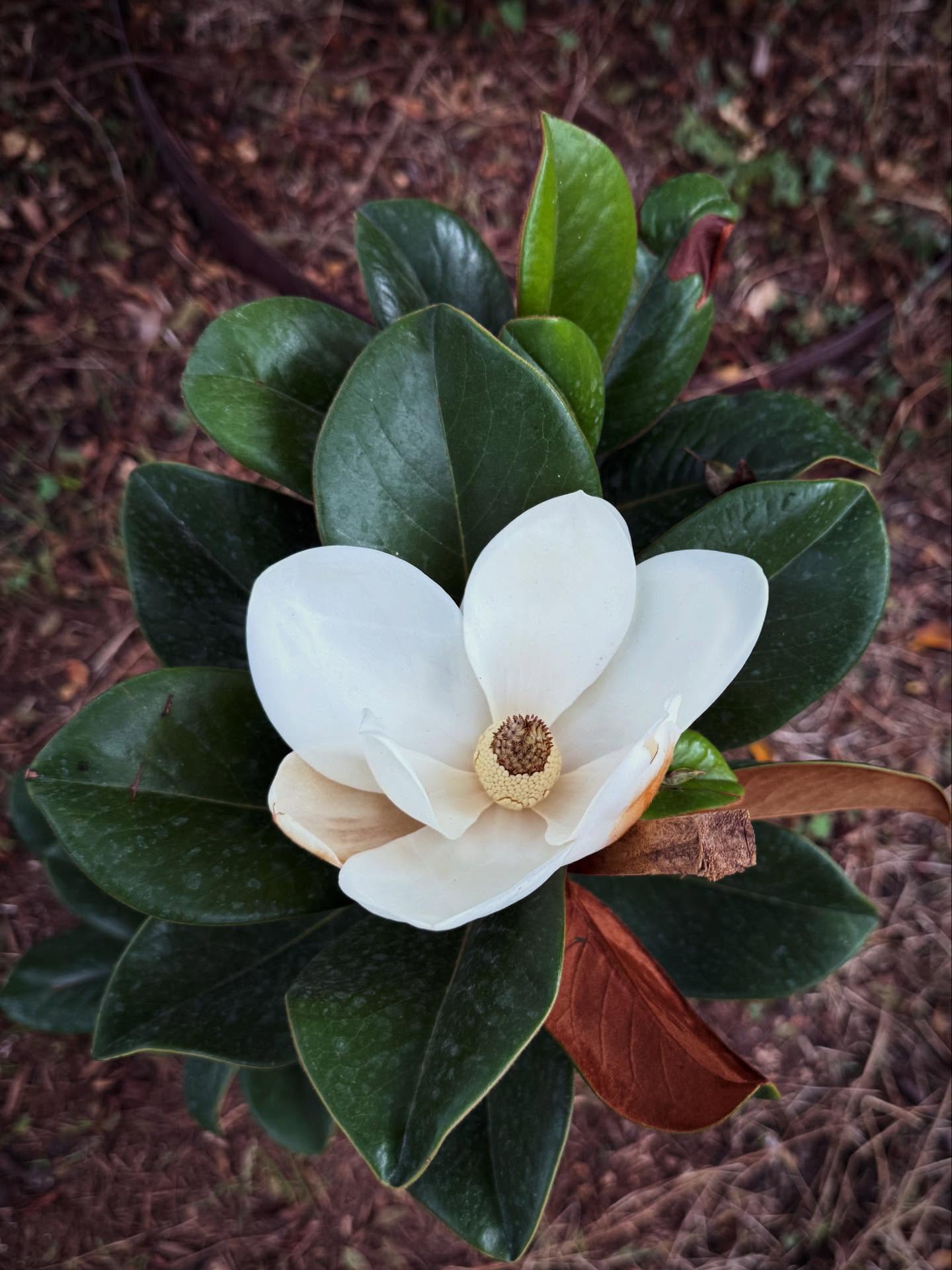 Magnolia season is here, and your landscape deserves a star in your garden. 🌸 Timeless, fragrant, and stunning - magnolia blooms are always a beautiful touch for your home garden. Ready to upgrade your outdoor space with a classic favorite?
Contact us for more information!
#magnolias #landscapedesign #timelessgarden #sanantoniolandscaping #landscapecooperative #sanantonio #outdoorspaces #gardenconsultations