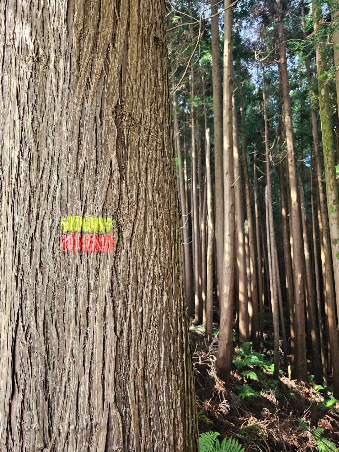 É por aqui 🌲🌳
Passar pelo menos 2h por semana em ambientes naturais está associado a uma redução significativa dos níveis de cortisol, a hormona do stress, e a melhorias na função imunológica e no bem estar psicológico.
#vidasaudável