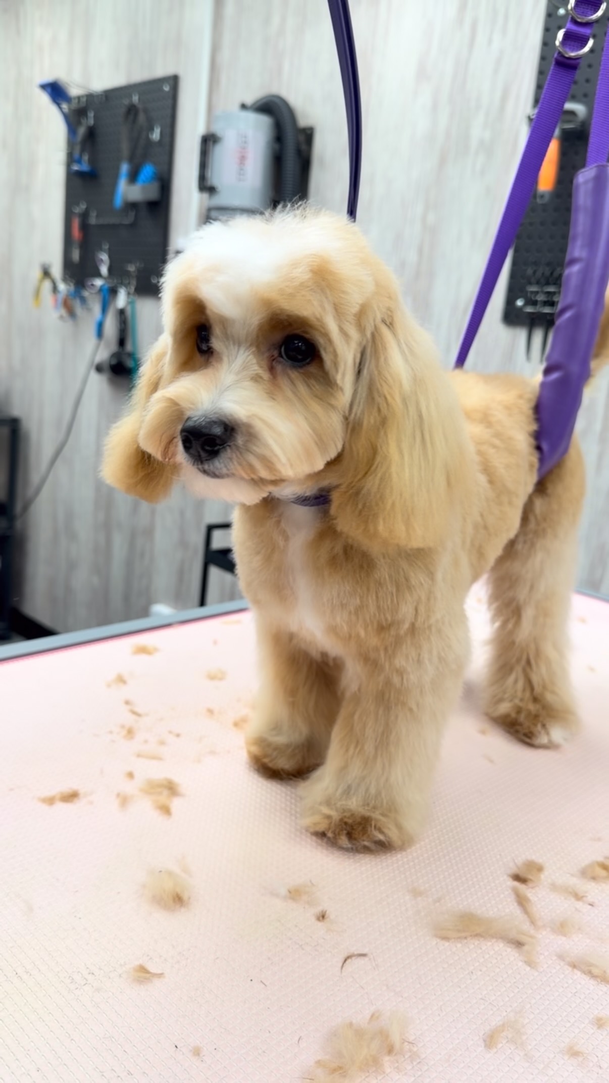 Scruffy Dogs Cardiff
Call 02922 802554
Or book at scruffydogs.net
47c Cardiff Road, just off Llandaff High Street
#cardiff #cardiffdogs #dogsofcardiff #scruffydogs #Puppygroom #puppiesofcardiff #dogsofpontcanna #pontcanna #doggroomingcardiff #dogsofllandaff #dognailclippingcardiff #dogsofllandaffnorth #dogsofllandaff #llandaff #llandaffnorth #whitchurch #dogsofwhitchurch #dogsofrhiwbina #dogwalkingcardiff #cardiffwales #cardiffdog #southwalesdogs #dogharnesscardiff #dogdryrobecardiff #dogjumpercardiff #puppygrooming #southwalesdogs #cockerspanielcardiff #dogtreats #dryrobedog #Puppygroom #maltipoo