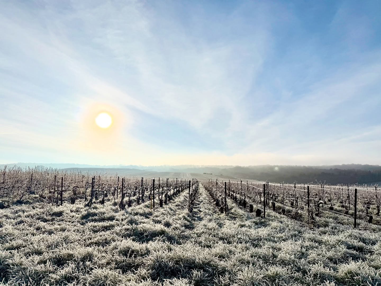 ❄️🍇
Au cœur de Mailly Champagne, les vignes se dévoilent sous un délicat manteau de givre.
Le soleil d’hiver illumine doucement le vignoble, révélant la sérénité du terroir et la beauté du cycle naturel qui façonne nos futures cuvées 🌞✨.
In the heart of Mailly Champagne, the vineyards awaken beneath a soft layer of frost.
The winter sun gently lights up the landscape, highlighting the peaceful vineyard and the natural cycle that will shape our upcoming cuvées 🌞✨🥂.
#ChampagneLucienRoguet #MaillyChampagne #GrandCru #Vignoble #ChampagneRegion #WinterInChampagne #VignesGivrées #FrostedVines #Terroir #ChampagneLife #ChampagneMoments