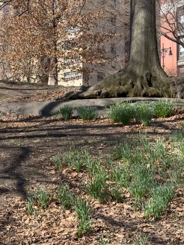 Central Park, 2025
.
.
.
#mariacastelbrancoceramic #newyork #centralpark #squirrel #esquilo