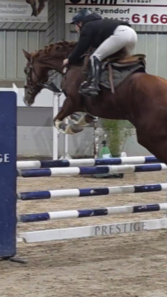 Pheline war am Wochenende zum ersten Mal offiziell auf einem Turnier unterwegs – und direkt in einem A**-Springen platziert. Sie hat sich super gezeigt und macht definitiv Lust auf mehr! 🐴✨
Ein großes Dankeschön an Salome, die mich im Moment vertritt und die jungen Pferde reitet.
#Springreiten #Verkaufspferd #Turniersport #Pheline #ErsterStart #Pferde #Springpferd #Turniererfolg #Pferdeliebe
#Maresilange