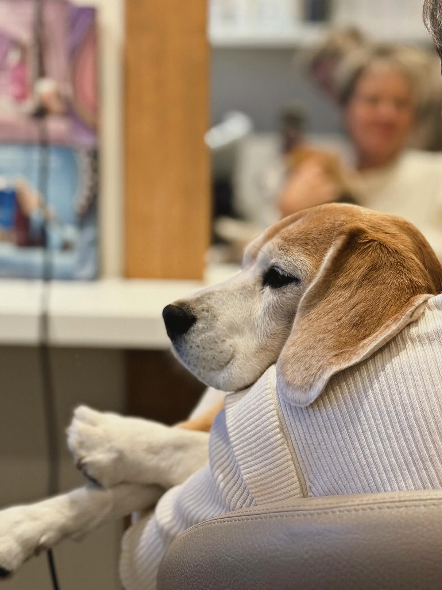 Vandaag met extra toezicht op de werkvloer 🐾