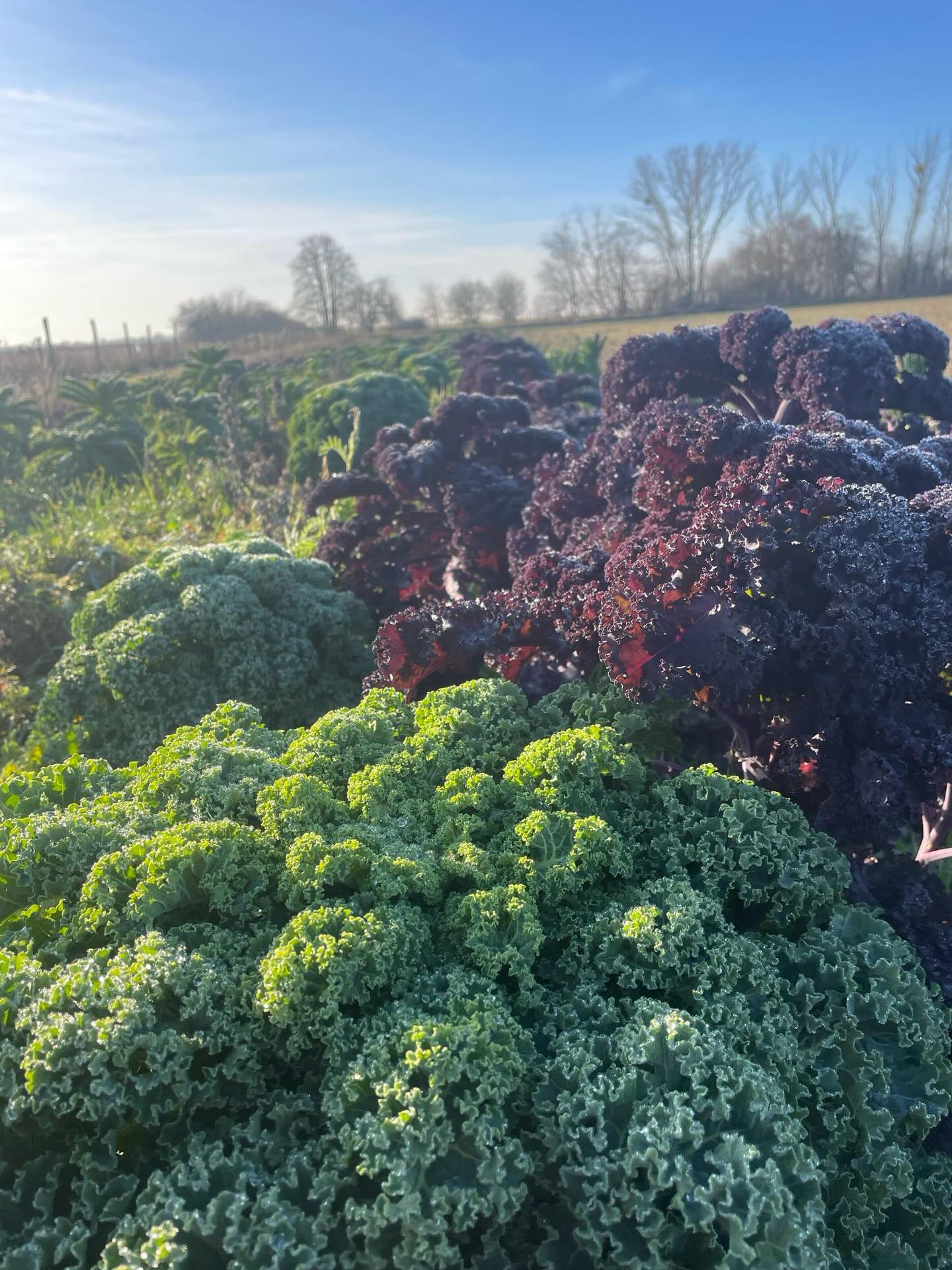Our beautiful Grünkohl 🥬 #solidarischelandwirtschaft #gemüsekiste #eatlocal #solawi #farmtotable #farmlife #frohlawi #biogemüsekiste #Reinickendorf #hohenneuendorf #stolpe #hermsdorf #frohnau #frischvomfeld #FrischeErnte #grünkohl #dankelucy #dankegartenteam