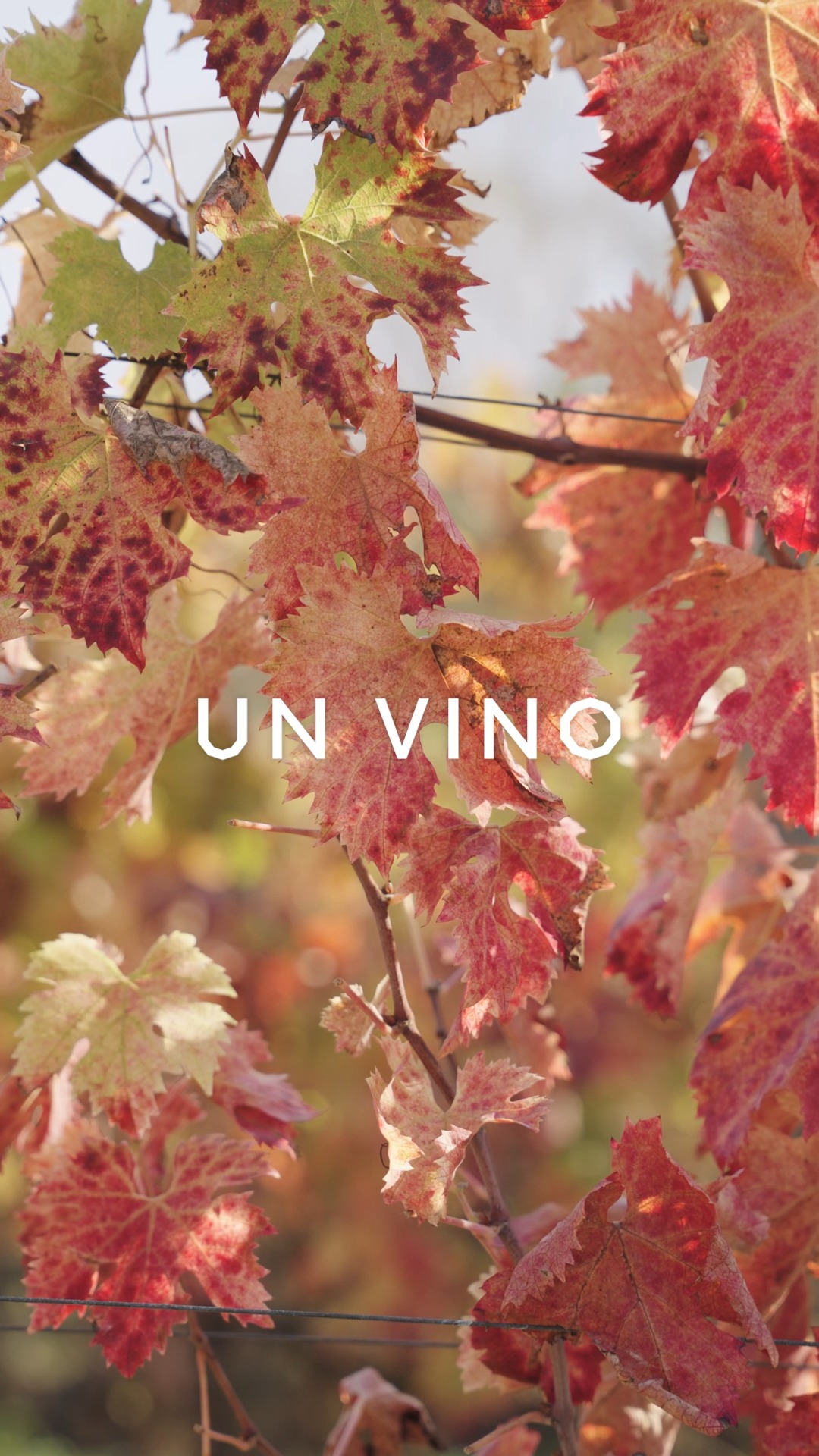 Gift Box Verticale Tre Bicchieri
Tre annate, tre premi, tre volti di un’unica anima.
Un viaggio nel tempo del nostro iconico Vertis, racchiuso in un cofanetto esclusivo, in tiratura limitata, che celebra l’eleganza del Verdicchio di Matelica nelle sue sfumature più autentiche.
La 2020, la 2022 e, in anteprima assoluta, la 2023: tre interpretazioni che raccontano la maturità, la vitalità e la promessa del futuro.
Un dono prezioso per chi ama emozionarsi calice dopo calice.
👉 Scoprila ora nello shop ufficiale Borgo Paglianetto:
https://www.borgopaglianetto.com/product-page/i-premiati-gambero-rosso
Vertical Gift Box – Three Glasses Edition
Three vintages, three awards, three expressions of a single soul.
An intimate journey through time with our iconic Vertis, enclosed in an exclusive box that celebrates Verdicchio di Matelica’s purest elegance.
2020, 2022, and—premiering for the very first time—2023: three interpretations that reveal maturity, vibrance, and the promise of what’s to come.
A precious gift for those who love to feel something in every sip.
👉 Discover it now on the official Borgo Paglianetto shop:
https://www.borgopaglianetto.com/product-page/i-premiati-gambero-rosso
#verdicchiodimatelica #borgopaglianetto #vinoitaliano #organic #madeinitaly #matelica #siamofivi #fivi #winelovers