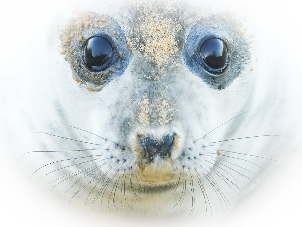 Some adorable seal pups from my current Seals Of Norfolk Photography Tour! Whilst I havenāt been online much of late, my time outside on tour hasnāt let up, with many weeks of photo workshops in Norfolk, Hampshire, Scotland, and London. Numbers of seals are high at the moment, with an estimated 4000 seals (about 5% of the world population) on the Norfolk beaches now.