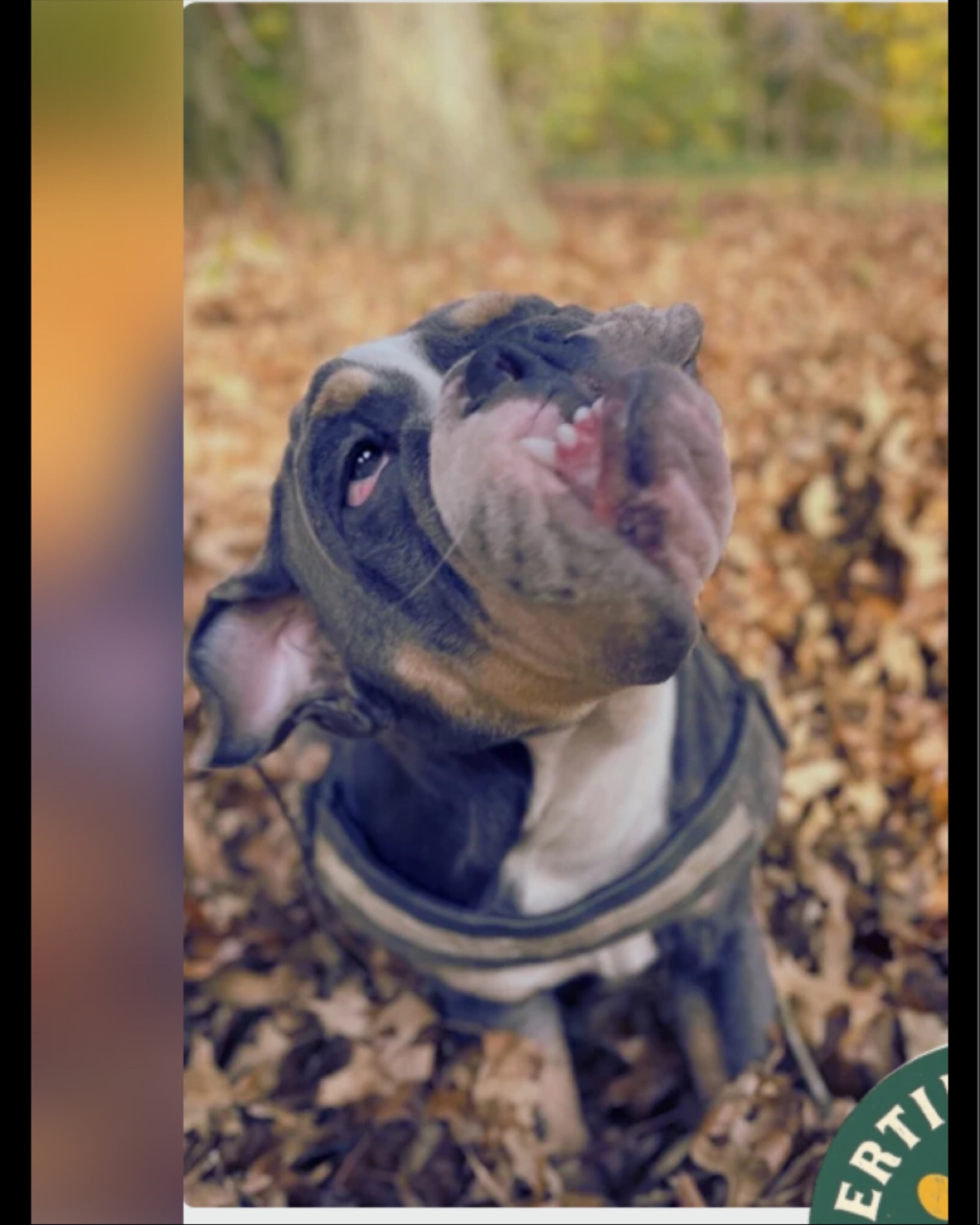 Voici Victor, notre bouledogue anglais au cœur tendre et au regard qui fond n’importe qui. 💛🐾
Son plus grand bonheur ? L’amour, encore de l’amour… et surtout des caresses. Toujours prêt, toujours dispo, 24h/24 pour recevoir des gratouilles — c’est son activité préférée.
Bon… il a un petit défaut. Rien de bien méchant, juste… une passion pour manger absolument tout ce qu’il croise. Du comestible… au moins comestible. 😅
Mais honnêtement, ce travers n’est qu’un minuscule grain de sable face à sa douceur, sa gentillesse et son charme irrésistible.
Victor, c’est l’amour en version compact et ronflante. Et on l’adore comme ça. 💛✨
#BestDogFriends #DogComplicity #DogJoy #HappyPets #FurryFriends #DogsOfInsta #LoveDogs #dogwalkerslife #dogwalkingservices #petsitter #petsitting #ixelles #brussels #bruxelles #uccle #woluwesaintlambert #woluwesaintpierre #boitsfort #belgium🇧🇪