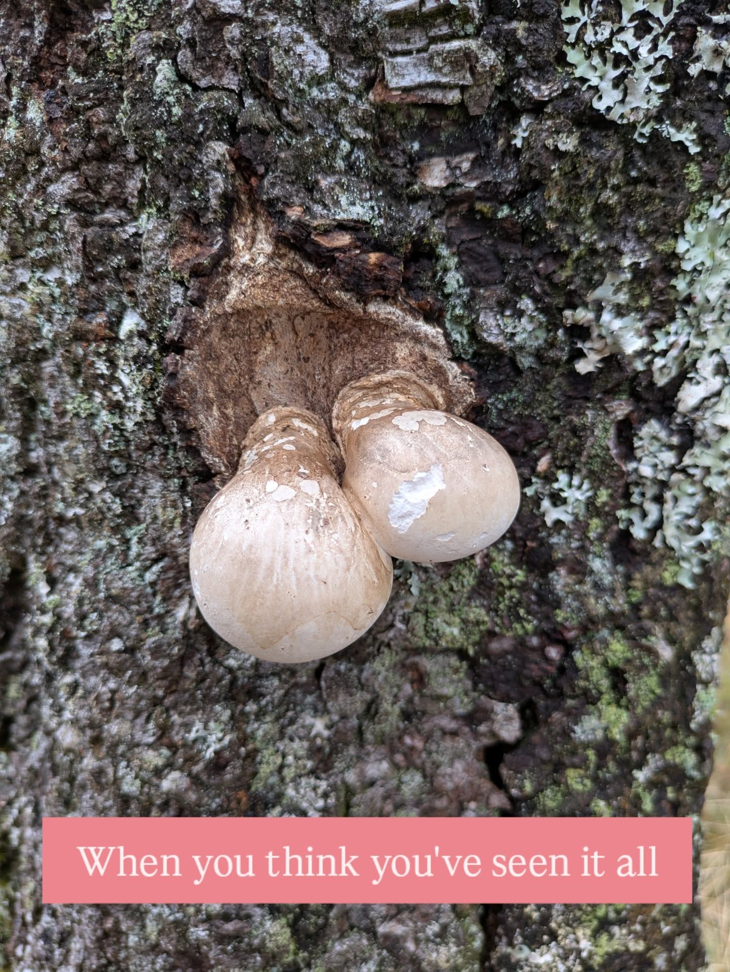 When life brings you testicle-shaped medicine...
Known as the swizz army knife of fungi, the birch polypore is an ancient source of nutrition, medicine and other practical uses.
I don't have the energy to go into this further to be honest. Check out my previous reel on its use as a forest plasters (🤯 this is worth a look!) Usually it starts out quite round and the bottom flattens out so it turns into a bracket shape. They don't tend to grow side by side so the balls made me chuckle. You're welcome.
Birch polypore // Fomitopsis betulina