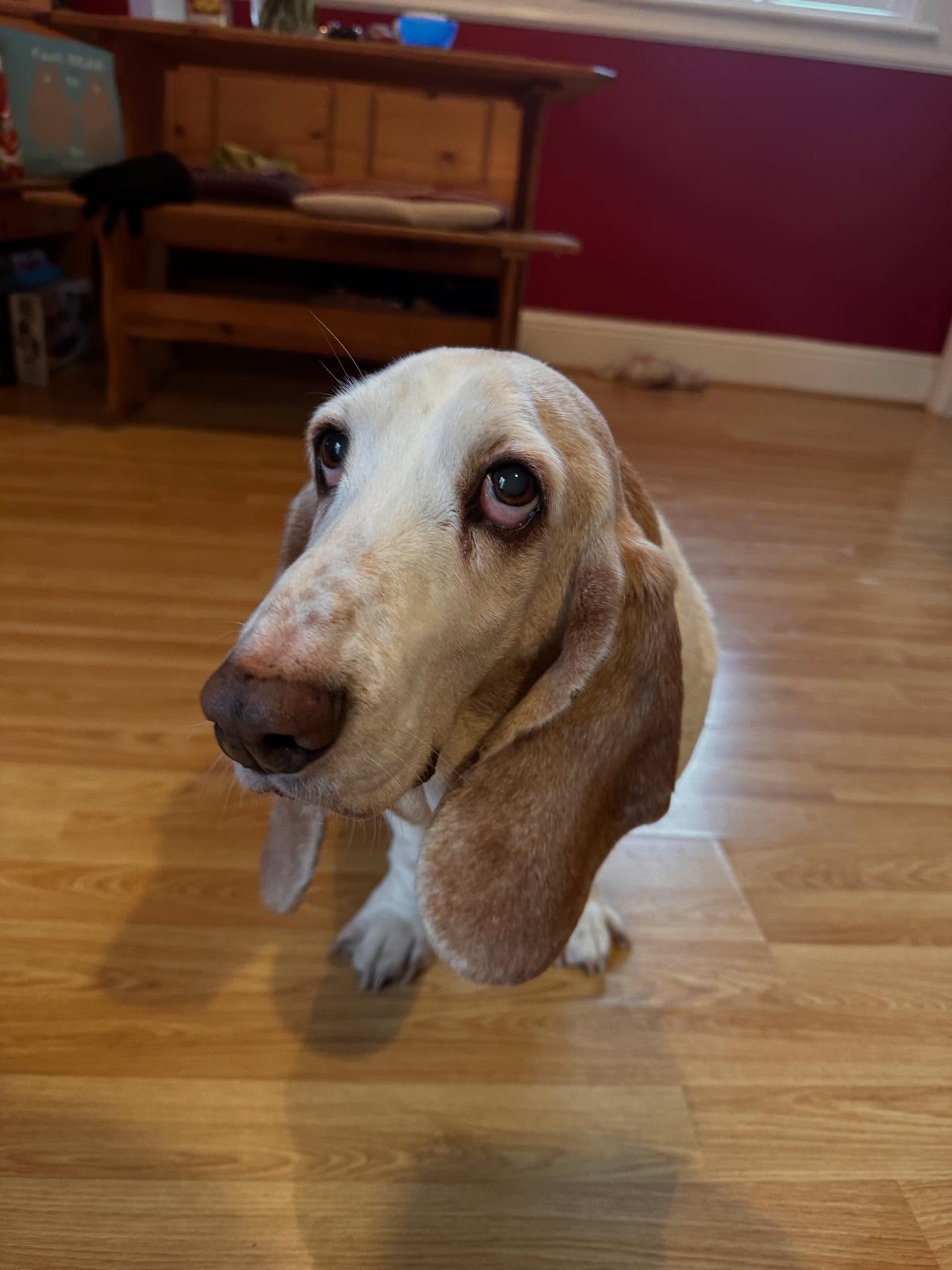 Nose boops from Agatha at the end of her maintenance session today! 🐾