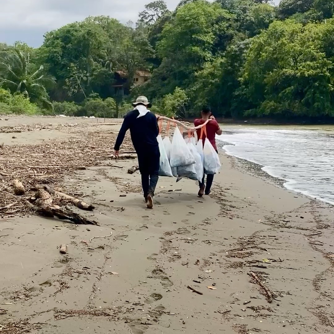 Beach trash has been one of our 3 philathropic focuses since the inception of our eco resort. Since 2015, we have removed over 1,500 bags of trash from our little beach in front of our resort.
It is important to us that our guests have a clean beach to enjoy so we clean it 4 days a week. Sometimes, a shift in ocean breezes and swells dumps a whole lot more than that on the beach and our whole team gets involved to clean it up.
We're all a part of this planetary problem but there are ways to minimize it. One of the biggest is avoiding single use plastics whenever possible like water and other drinks. These bottles cover the beach and make life difficult for animals.
Invest in a resuable bottle and be a part of the solution!
https://www.morrillobeachresort.com/minimizewaste (link in bio)
#Morrillo #AdventureTraveler #AdventurePanama
#SustainableTravels #SurfingLife #FamilyTravelAdventures #FamilyTravelMoments #RegenerativeTravel #RegenerativeTourism
#FamilyTravelIdeas #FamilyTravelAdventure #FamilyTravelTime
#AdventureFamilyTravel #AdventureTravelFamily
#AdventureTravelers #AdventureTraveller #AdventureTraveling
#FemaleSurf #WomenInSurfing