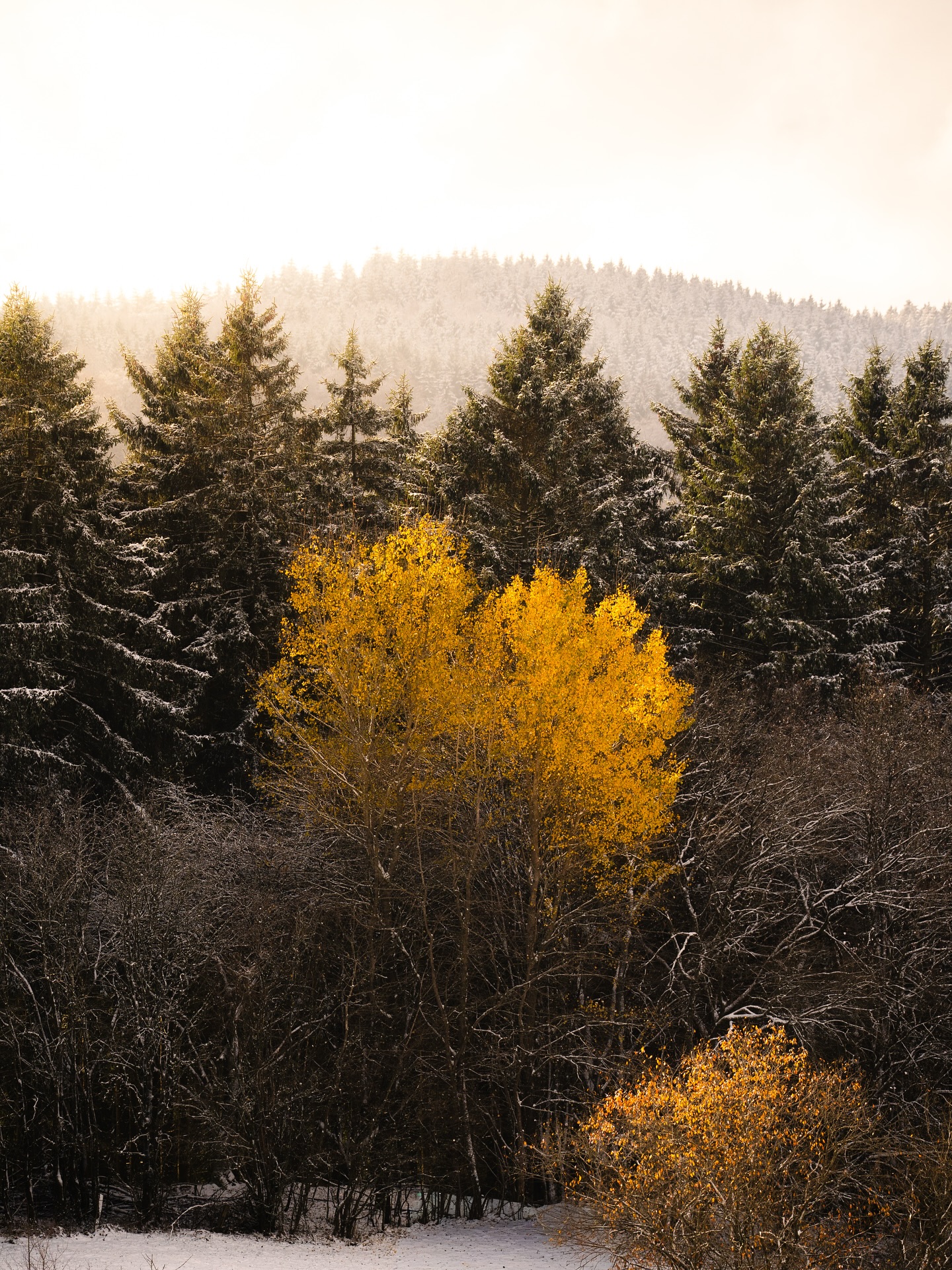 Wenn Herbst auf Winter trifft 🧡 Der Herbst ist noch gar nicht richtig vorbei und schon sind bei uns in der Eifel die ersten Flocken gefallen und haben die Landschaft in weiß gehüllt ❄️ Dazu hatten wir strahlend blauen Himmel 😍 mich hat es nicht lange drinnen gehalten und bin direkt nach dem aufstehen, mit meiner Kamera raus und wollte eigentlich nur einen kurzen Spaziergang machen, am Ende wurden es drei und halb Stunden 😅 ich war zwar durchgefroren aber glücklich 🧡 Freut ihr euch auch schon auf den Winter?