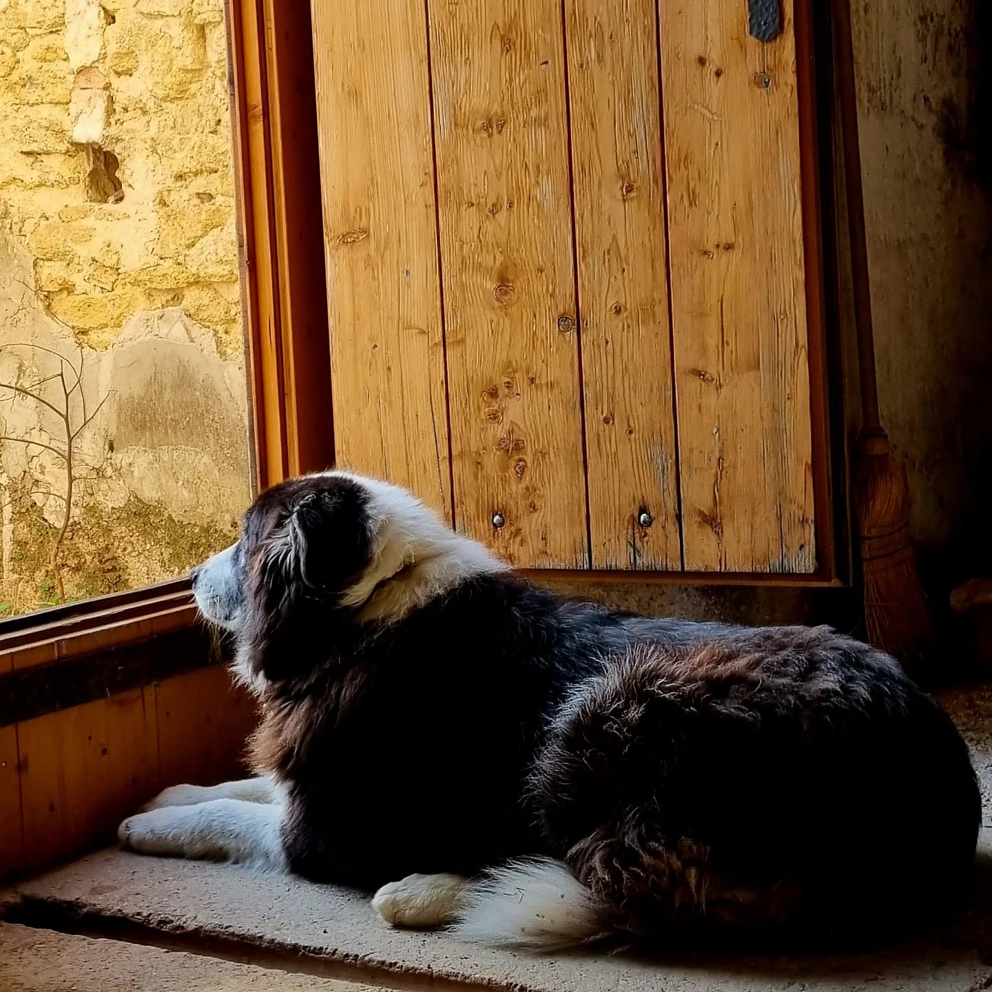 Yarra, la gardienne de la cave
#vignoblesmontthabor #vinsluberon #chateauneufdupapewine #winedogs