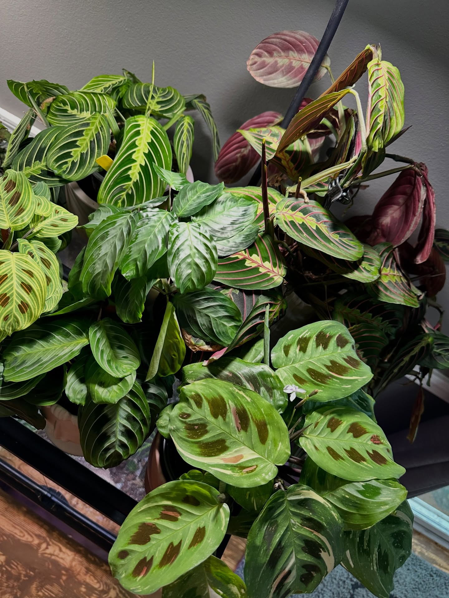 My Maranta collection is officially out of control… and I regret NOTHING 🌿😂
Six different prayer plants, one glorious family photo, and way too much personality in a single corner of my house.
Every night they tuck themselves in… every morning they wake up and show off again. Living art. Living drama. Living obsession.
Who else can’t stop at just one?
#PrayerPlant #MarantaMadness #PlantPeople #HouseplantJungle #PlantAddict #IndoorPlants #TropicalVibes #PlantCollection #PlantJoy