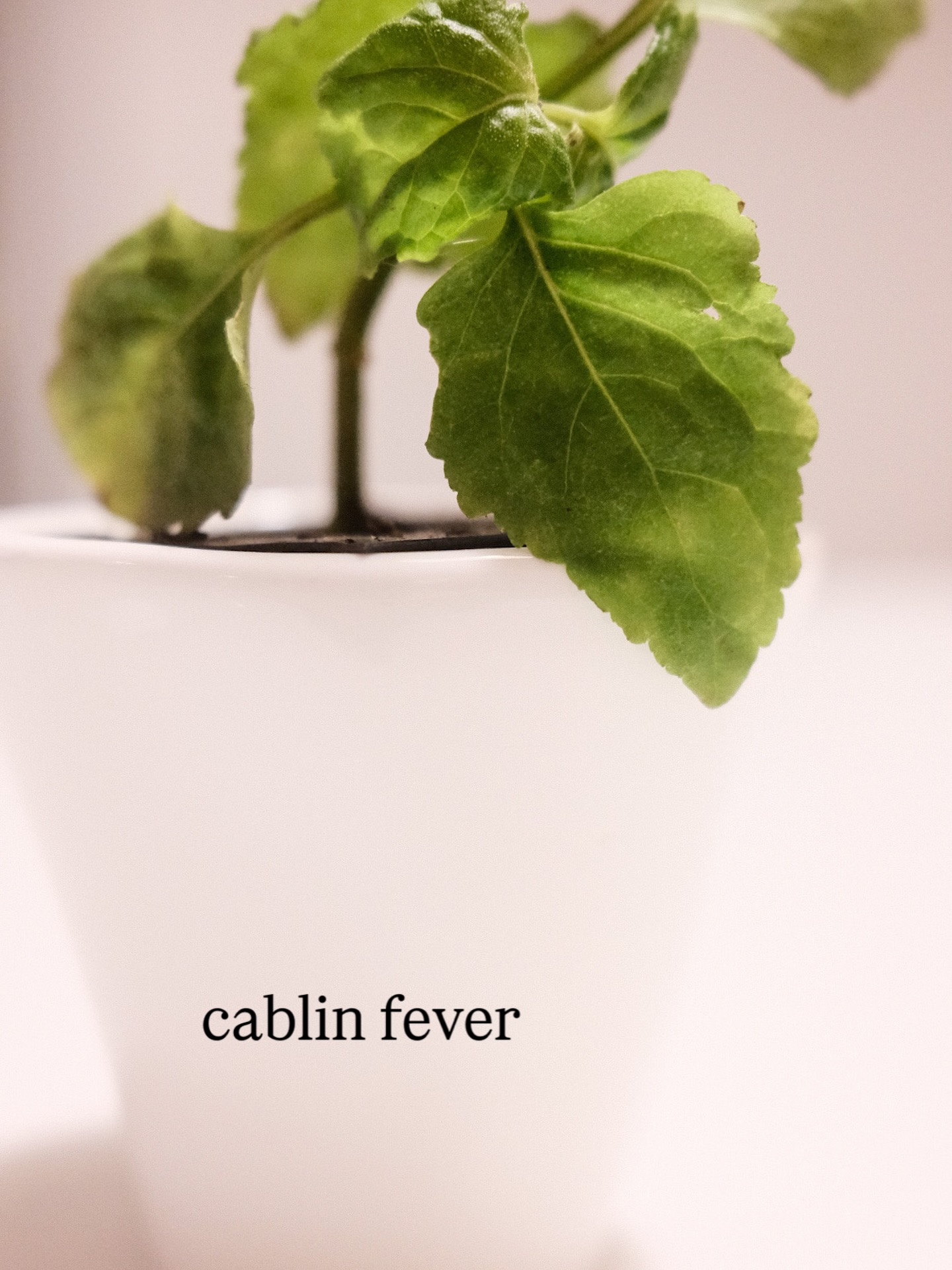 Mysterious essence at the gates of my palette, allowed passage away from a life of sensory purgatory.
Patchouli leaves (pogostemon cablin) like grapes in a bottle of fine wine, once distilled in its aromatic form, it becomes liquid gold. The longer it ages, the more profound and richness in the muskiness. An inverse relationship with the cozy sofa that you can’t seem to lift yourself up from the confines of the gravity of comfort. It tickles your senses with both familiarity and unpredictability, mirroring our intuitional impulsiveness.
.
#momentofscent #scentpoetry #scent #patchouli #xentomento