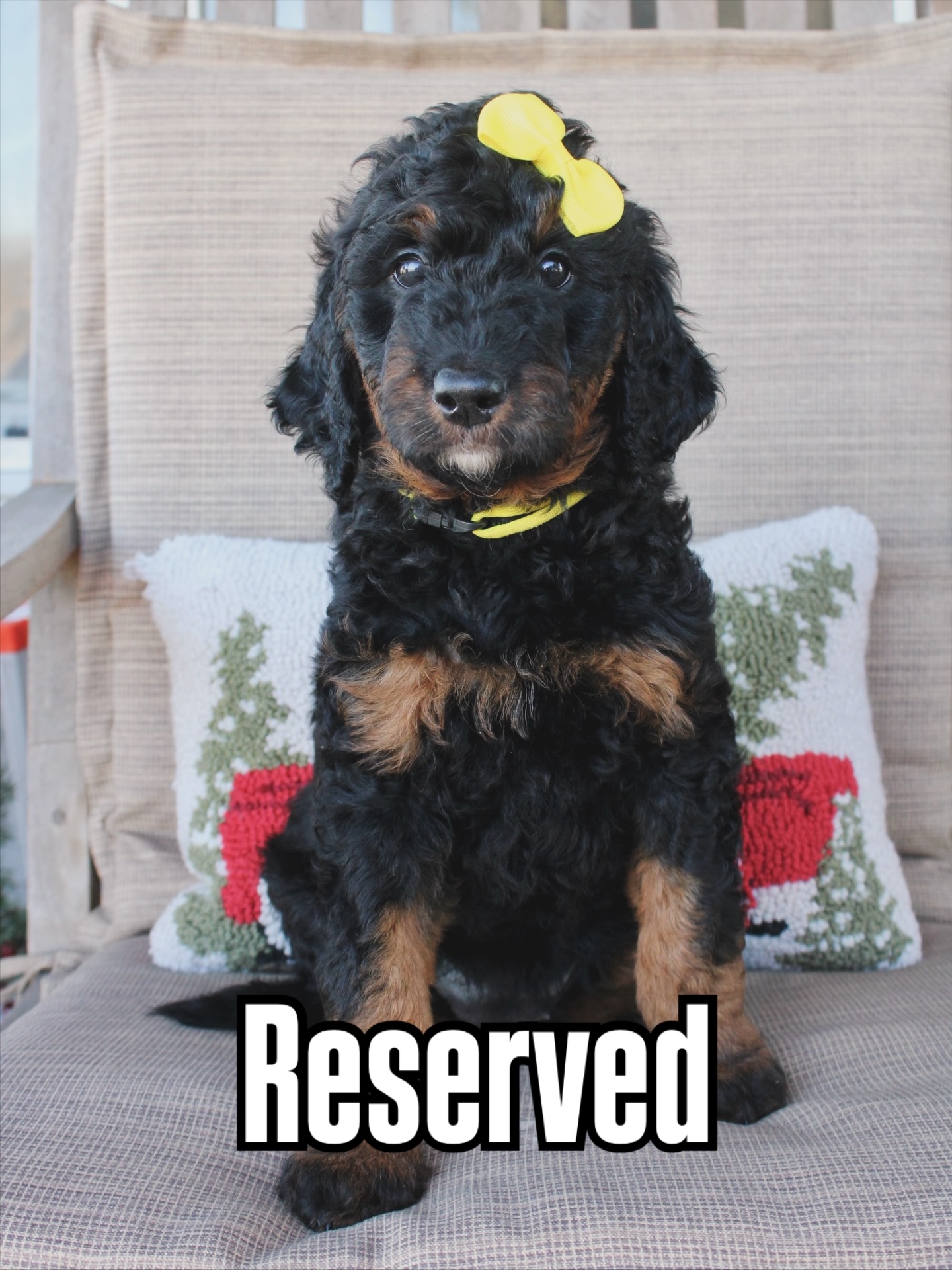 Octavia is off the market 👏🏼 If you’re keeping track, that is the last of Oakley’s babies to be placed with their forever people!
We are so grateful for all of the people who like, share, and comment on our posts! Your support means more to us than you know! 🫶🏼