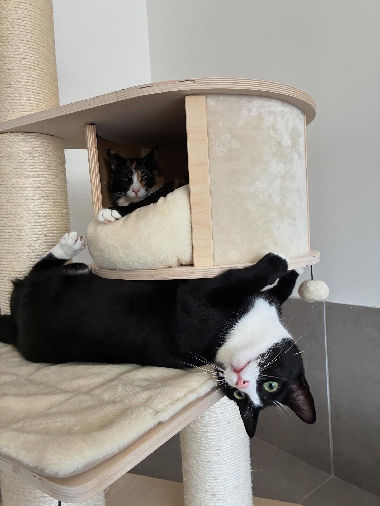 Comment se passe une acclimatation ?
Velcro et Thor vont très bien illustrer ce processus 🤩
Lors de leur arrivée, tout était nouveau pour eux : premier séjour, première séparation avec la maison… Ils étaient donc très stressés. À peine sortis de la caisse, chacun s’est réfugié dans une cabane pour observer les lieux 👀
Le lendemain, Thor commençait déjà à s’apaiser, tandis que Velcro râlait toujours. Puis, petit à petit, en comprenant que les copains étaient sympas et que l’humaine l’était tout autant, ils se sont détendus, ont pris leurs marques et ont pleinement profité de leur séjour à la Récré du Chat ! 🥳
En quelques jours, j’ai découvert deux chats adorables, câlins et joueurs. Un véritable plaisir de les garder 😍
