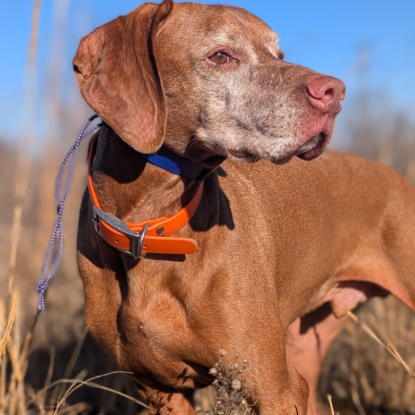Beautiful morning solo hunt & seeing old friends before heading out
That #sugarface 🧡
#vizslalife #vizslasofinstagram #huntingvizsla #vizslagram #vizlsasofchicago #ilovemyvizsla #vizslaoftheday