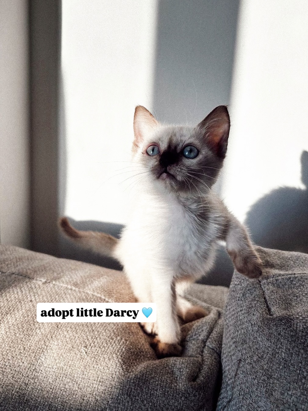 🩵 ADOPT DARCY 🩵
✅️ Healthy and Vet Checked
✅️ Dewormed
✅️ Vaccienes due soon
✅️ Fiv/FeLV negative
✅️ Neutering pending post vaccinations
✅️ AMAZING with kids
✅️ DOB - 1 September 2025
This stunning little kitten is Darcy, a chocolate point-colour beauty with the sweetest nature to match her striking looks. She’s an exceptional kitten in every way - gentle, loving, playful, and absolutely wonderful with children.
🌸 Why you’ll love Darcy:
- Fabulous with kids - patient, gentle, and playful
- Exceptionally sweet personality
- Healthy and happy, and ready for her forever home
- Her beautiful eyes 🥹
If you’re looking for a kitten who will melt your heart and bring joy to your home, Darcy is the one!
📩 DM us to meet this little treasure or share this with your friends so we can find her a loving home 🩵