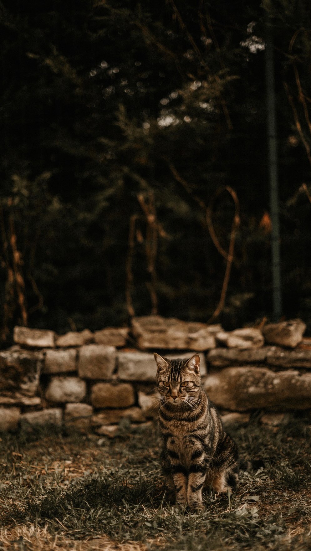 Dites-moi que je ne suis pas le seul.
Chers collègues Photographes, j’ai trouvé le coupable.
#chat #viedephotographe #photographe