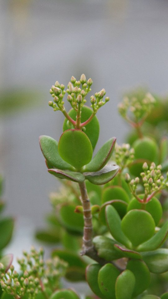 Umtopfen ist ein wichtiger Schritt, um Pflanzen gesund und kräftig wachsen zu lassen. Mit der Zeit wird der Topf zu klein, die Erde verdichtet sich und Nährstoffe werden knapp. Beim Umtopfen bekommt die Pflanze frische Erde, mehr Platz für ihre Wurzeln und neue Energie für weiteres Wachstum. Wichtig ist, einen Topf zu wählen, der nur wenige Zentimeter größer ist als der alte, damit sich keine Staunässe bildet. Nach dem Umtopfen sollte die Pflanze gut angegossen und für einige Tage vor direkter Sonne geschützt werden, damit sie sich stressfrei an ihr neues Zuhause gewöhnen kann. 🌱
#umtopfen #pflanzenpflege #gartenliebe #zimmerpflanzen #pflanzenfreunde #grünerdaumen #pflanzenzeit #pflanzenliebe