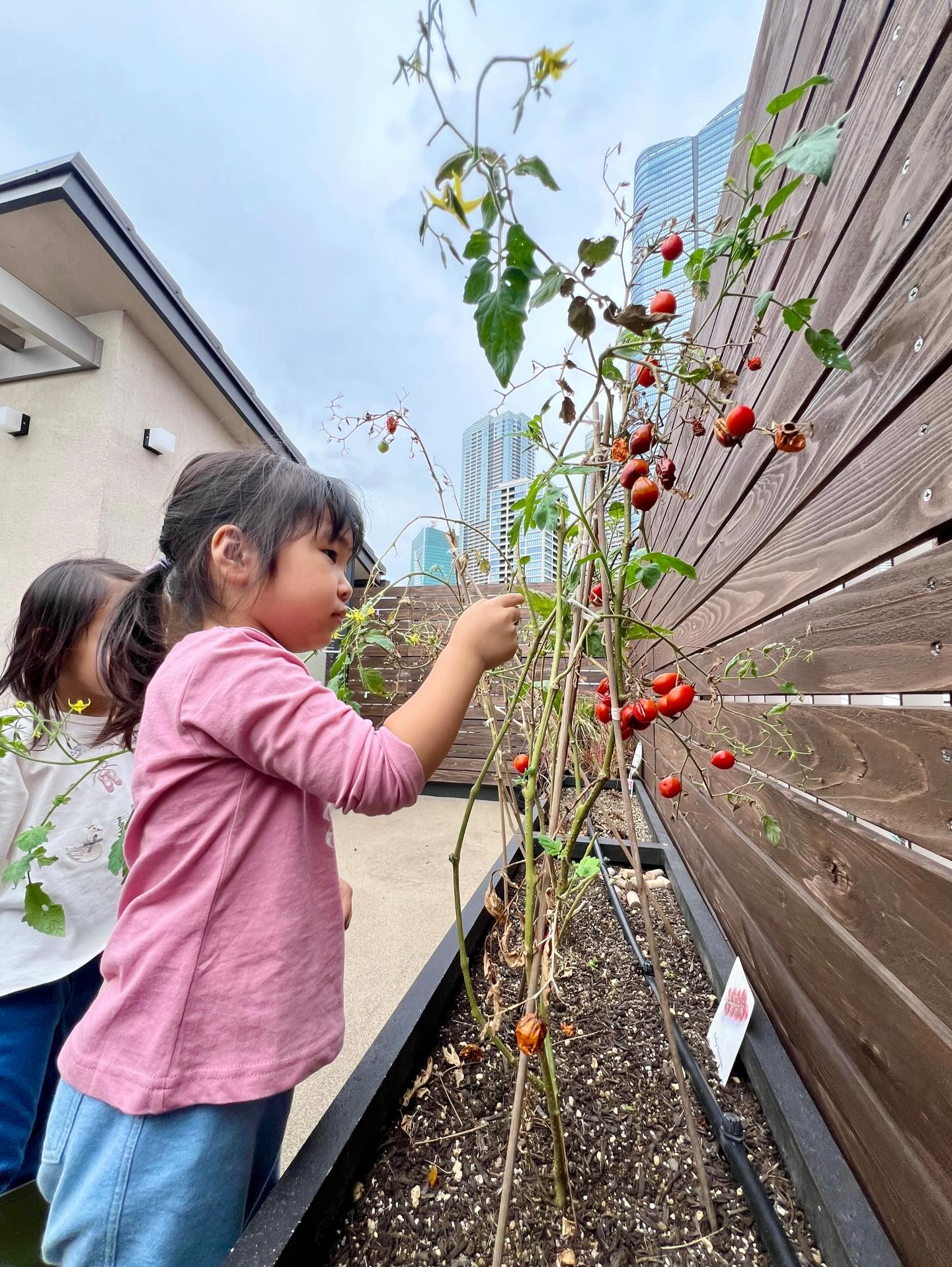 A few weeks ago we picked the last of our tomatoes and enjoyed them at our snack table. The soil in our growing boxes has been turned over and is ready for some more planting!
Talk to your child today about what you could plant together next - even a tiny seed can spark big curiosity.