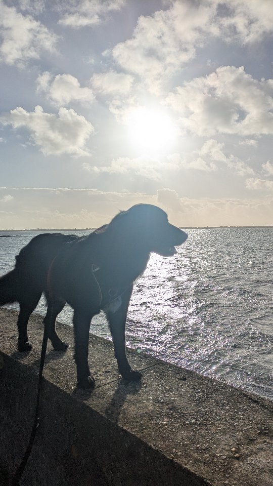 Keeping the mindset Positive, focusing on what we're doing well, because it's easy to just focus on what we want to improve.
No2 Prey:
For Esme who finds fast moving people tricky to ignore, it's great to see her being able to watch, stalk, and disengage from 'Prey'! It makes our walks so much more enjoyable.
Drop a positive in the comments!
#reactivedog #dogtraining #dogtrainer #positivereinforcement #positivethinking