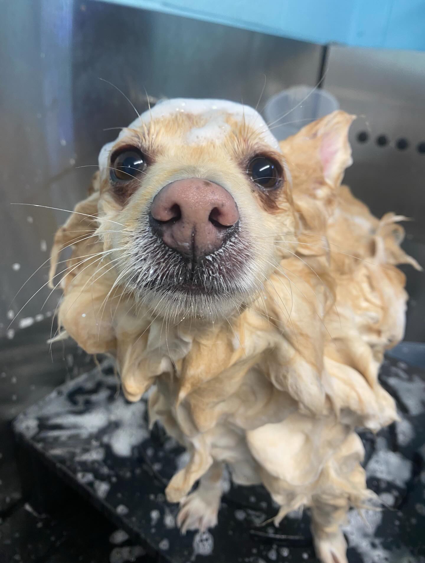 Be more Rio 🐶🩵
Rio is the most charming lovely boy who takes grooming in his stride, he always has a smile on his face and he likes to hold hands when hes being dried 🥹
Just look at his pictures 🥰 All ready for Santa paws 🐾🎄