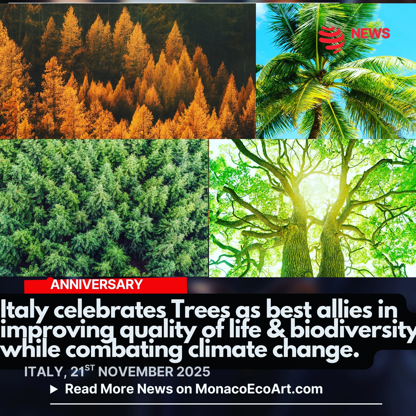 @mo.eco_art MonacoEcoArt.com #anniversary #flash #news #trees #conservation #future 🇮🇹🌳 Since 2013, Italy has been celebrating the “Giornata Nazionale degli Alberi” (National Tree Day) every November the 21st to promote the #protection and enhancement of the tree #heritage while raising awareness among #citizens and #institutions about the importance of trees for #climate, #biodiversity, air quality and #ecosystem preservation 🌲🌿Established by Italian Law No. 10 - 14th January 2013, this celebration has older origins: in ancient Rome trees were planted during ceremonies, and the woods were consecrated to the deities on special occasions like the Lucaria Festival in July 🍃🪺 Italian forests are continously growing, exceeding 11 million hectares, and they play a crucial role as #carbon sinks, climate change mitigation drivers, while offers shelter, food, water, timber, fiber, medicine, gum, resins 🌳🌲Moreover, trees limit soil erosion, control surface rainwater, prevent flooding, consolidate river and stream banks, regulate the propagation of pests and pathogens, guide the recycling of nutrients such as nitrogen and phosphorus and mitigate heat waves in urban centres🛡️♻️The Italian Government aims at guaranteeing a wider sustainable management of forest resources through certified (PEFC and FSC) and protected areas, which ensure careful and responsible administration 🔸 In 2024, the PEFC certified area exceeded 1 million hectares, including Trentino-Alto Adige, Friuli-Venezia Giulia and Piedmont in the top-three list of Italian regions with the largest certified area 🍁🍂 Italy has also 4,287 monumental trees scattered throughout the peninsula, including the thousand-year-old olive tree from Luras (Sardinia), estimated between 3000 and 4000 years old 📸 © MonacoEcoArt - @ispra_ambiente @mase_it
