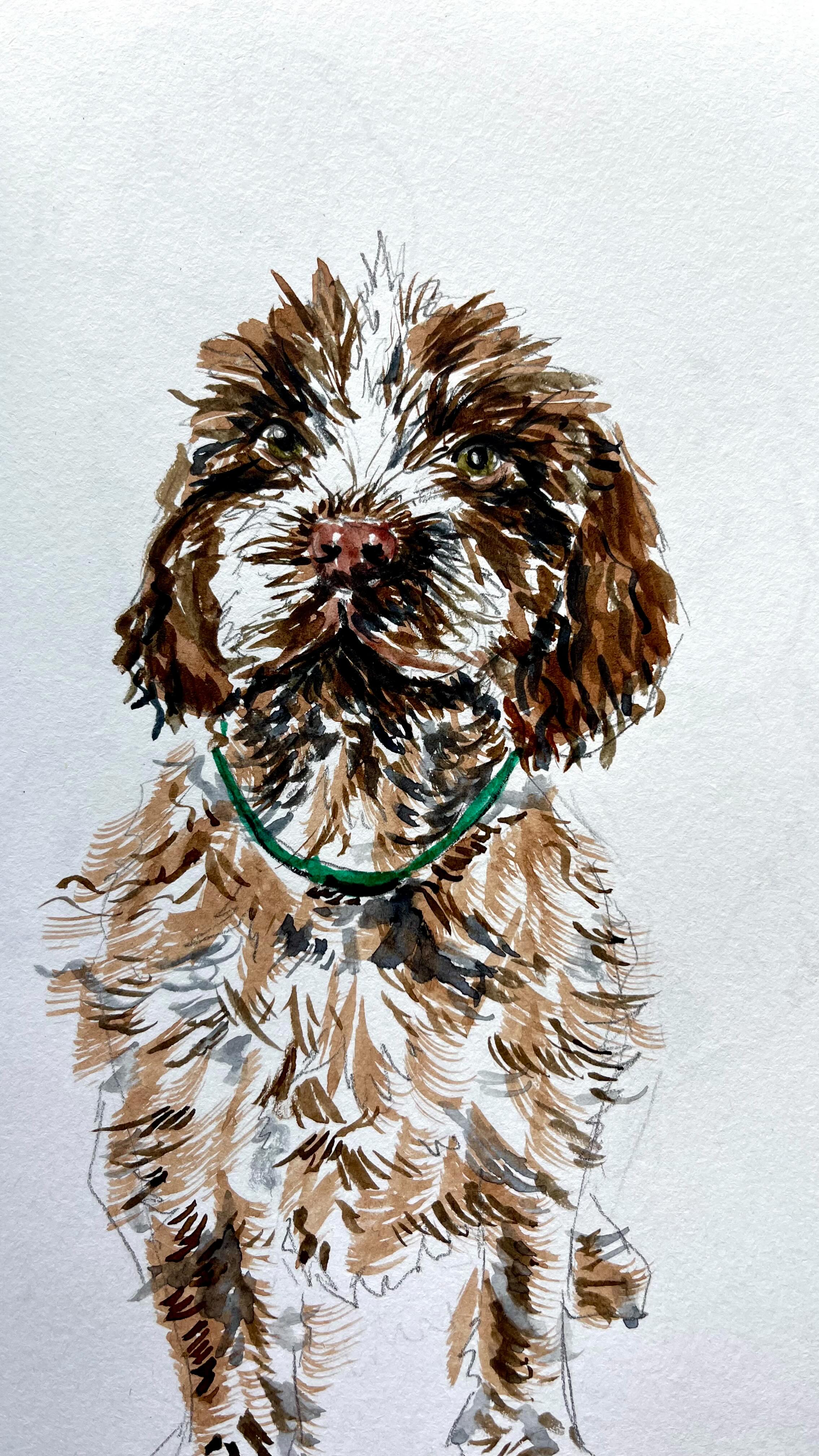 Sorry for the lack of content, but got myself a new 4-legged studio assistant ๐พ Keep an eye for more paintings of Bramble soon
#art #artist #artwork #drawings #sketches #sketchbook #sketchbookart #sketchbookpage #puppylife #puppy #puppylove #korthalsgriffon #korthalsgriffonpuppy #korthalsgriffonofinstagram #wirehairedpointinggriffon #wirehairedpointinggriffonpuppy #cornwall #doglife #foryou #fyp