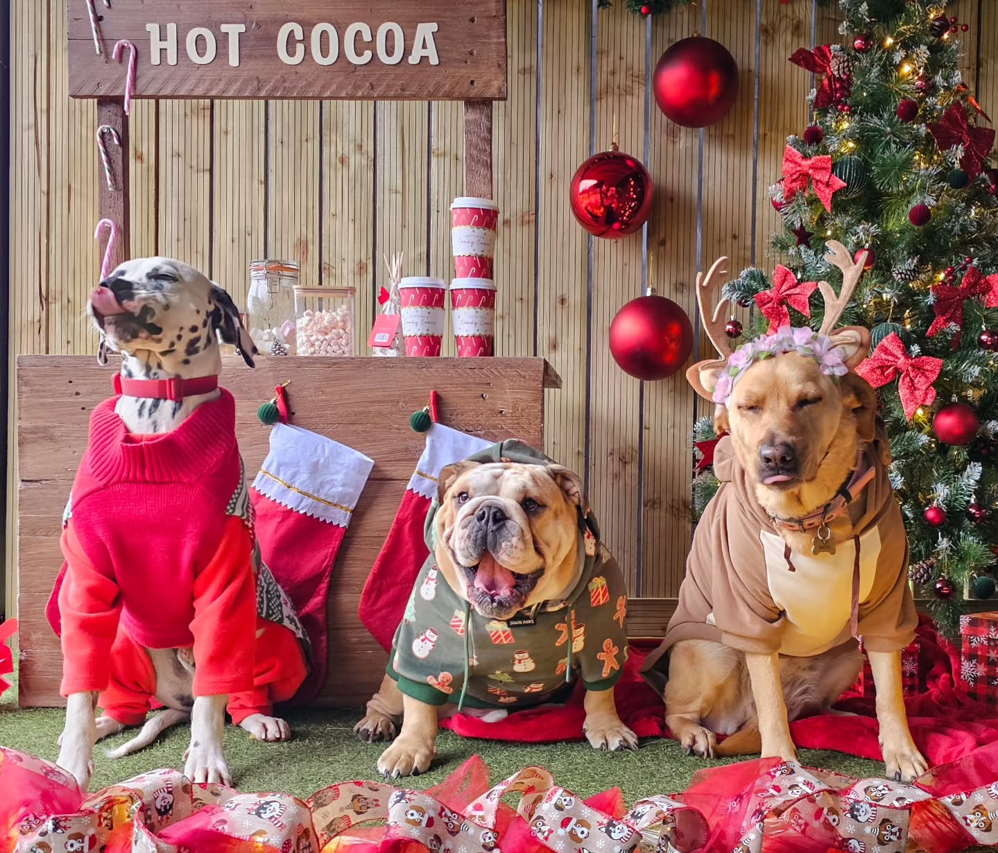 Yesterday we kicked off our Christmas Jumper week celebrations 🎄 look at them all sitting pretty and proud!
#christmasjumperday #doggydaycareuk #dogjumpers #dogphotographyuk #pawsomedays