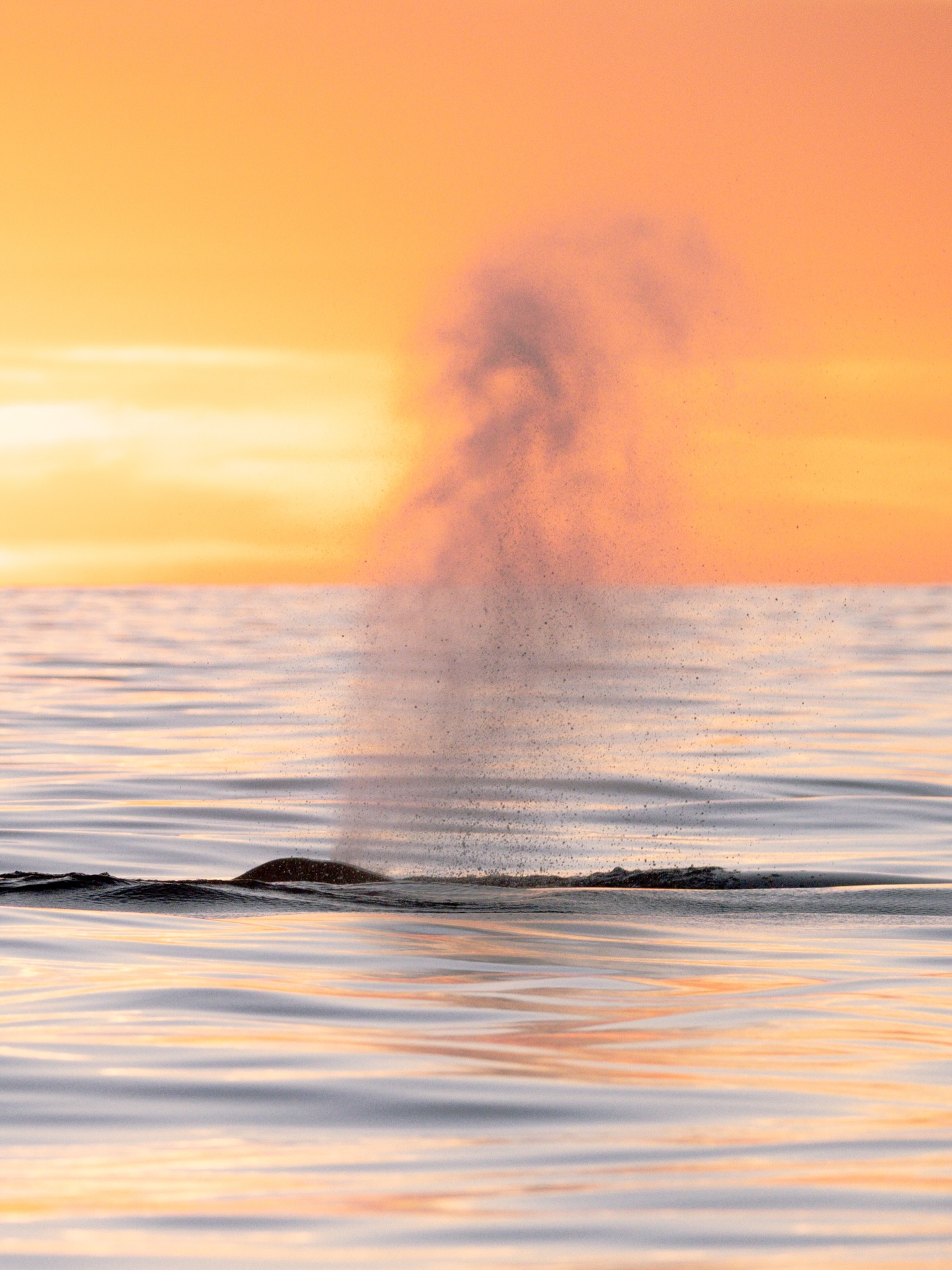 El soplo de una jorobada dura apenas unos segundos… pero revela muchísimo. 💨
Además de mostrarnos dónde está, su respiración marca el ritmo de todo lo que pasa después: las jorobadas suelen bucear 5 a 7 minutos, aunque algunas inmersiones han llegado a durar hasta 30 minutos. Y dependiendo de la zona, cambian por completo su patrón:
• 🐋 En alimentación, respiran 4 a 8 veces antes de un buceo profundo.
• 🐋 En reproducción, solo 2 a 4 veces.
¿Quieres saber un dato interesante más? Su soplo puede elevarse de 2.5 a 5 metros siendo aire caliente condensándose al contacto con el exterior.
— ENG —
A humpback’s blow lasts only a few seconds... but it reveals a lot. 💨
In addition to showing us where it is, its breath sets the pace for everything that happens next: humpbacks usually dive for 5 to 7 minutes, although some dives have lasted up to 30 minutes. And depending on the area, they completely change their pattern:
• 🐋 When feeding, they breathe 4 to 8 times before a deep dive.
• 🐋 When breeding, only 2 to 4 times.
Want to know another interesting fact? Their blow can rise from 2.5 to 5 meters as warm air condenses on contact with the outside air.
-
-
-
-
-
ballena jorobada, respiración de ballenas, espiráculo, soplo de ballena, vida marina, océano, cetáceos, los cabos, avistamiento de ballenas, conservación marina, comunicación de ballenas, biología marina, especies marinas, educación ambiental
