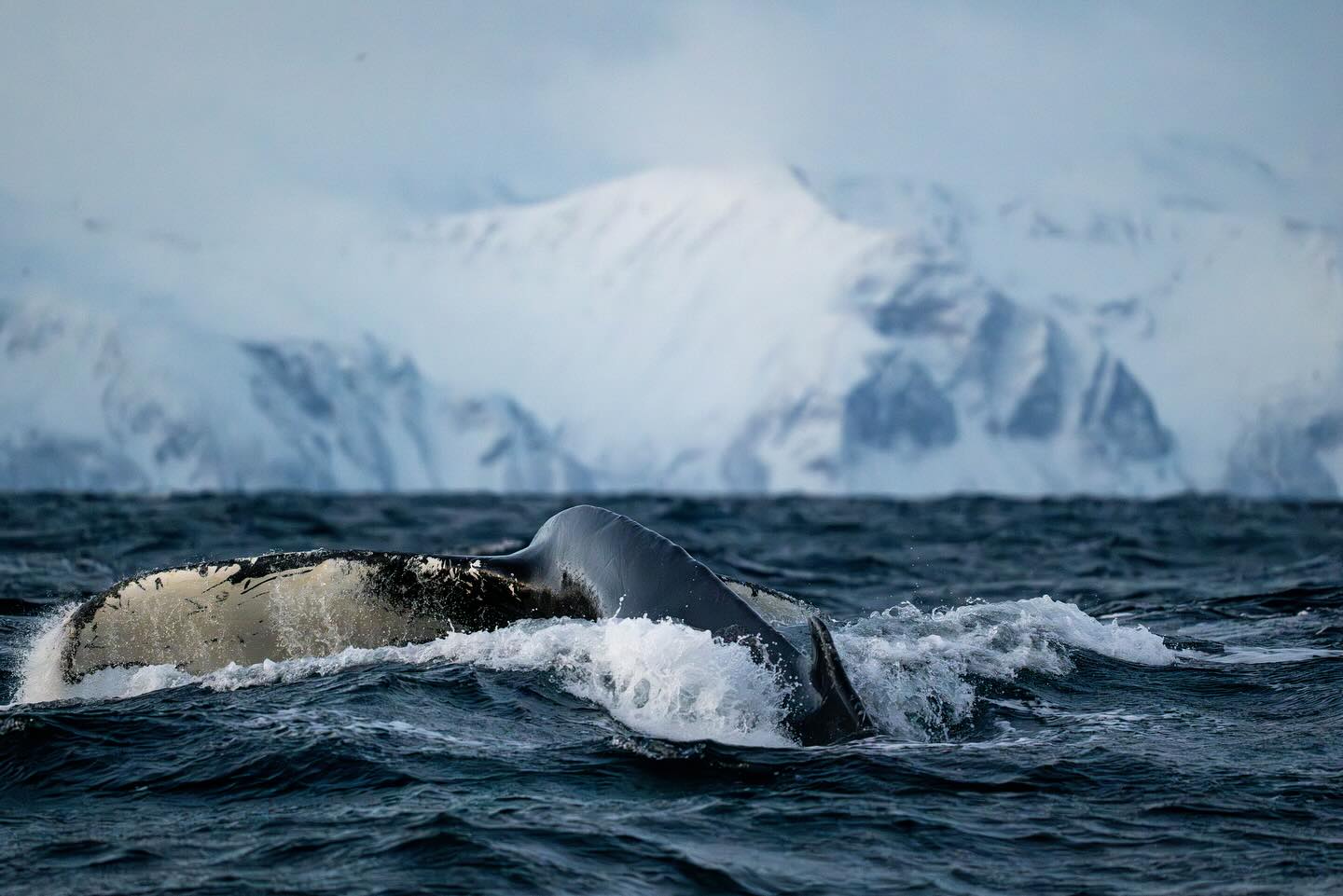 Plein de baleines à bosse aujourd’hui ! 😊 https://www.contrees-sauvages.com/expédition-norvège-baleines-aurores-boréales avec @dervola_adventure