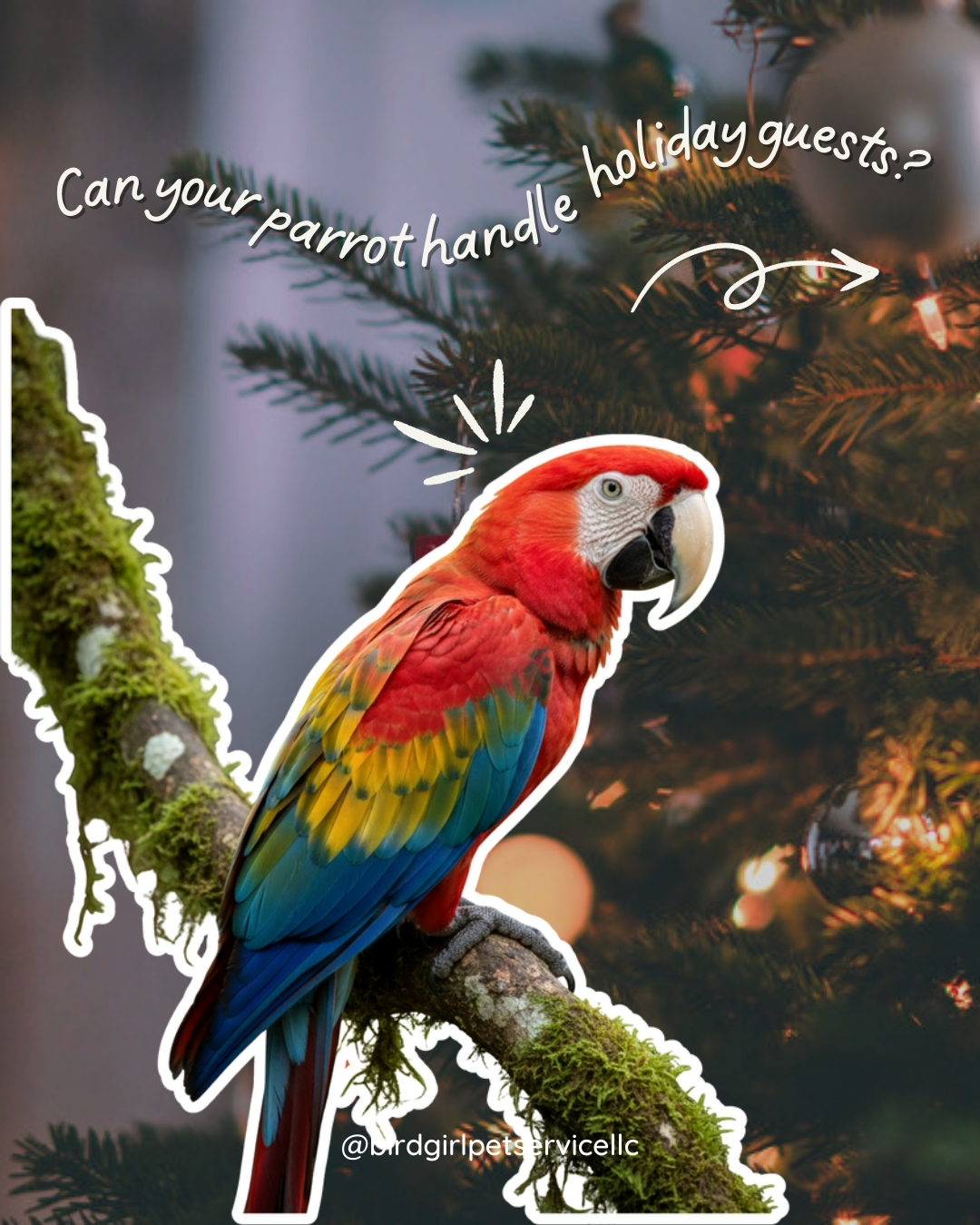 Holiday guests can feel exciting for us but overwhelming for your parrots. 🎄🦜 Loud voices, new scents, and changes in routine can create stress fast.
A quiet corner, fewer candles, and a little extra attention can keep your bird calm during gatherings.
Share this with a friend getting ready for hosting this season.