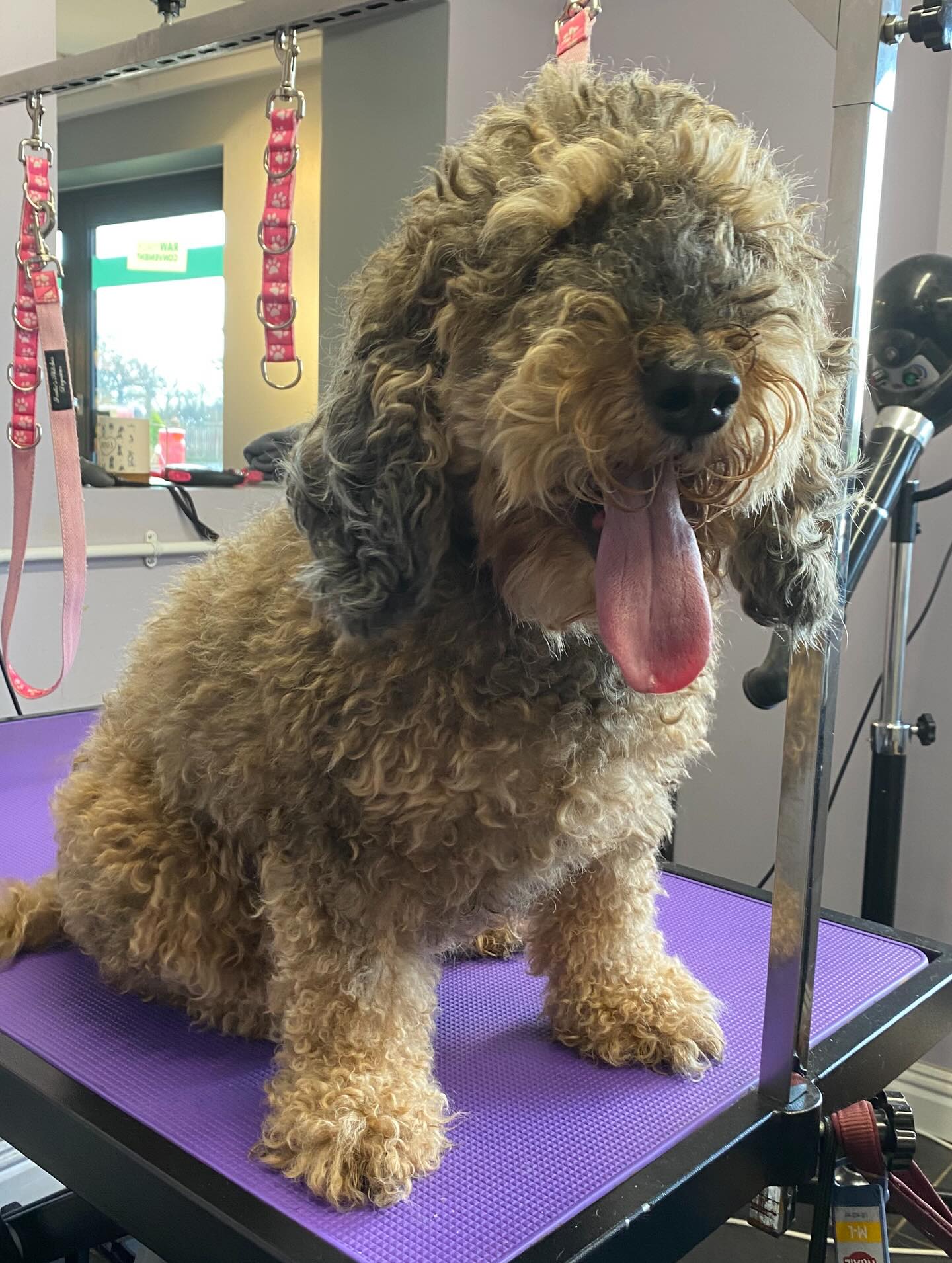 Some big transformations in the shop today !
Brother and Sister duo Bunny and Bonnie, it had been a while since there last groom so they were quite matted so a nice fresh start was in need ready for Santa paws 🐾🎅