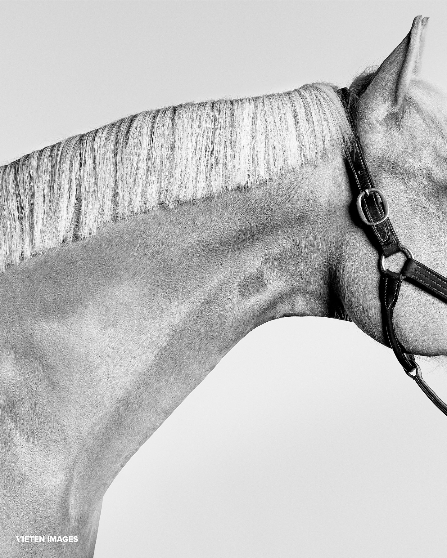 • Anyone who’s lived around horses or country life knows there’s always something worth capturing - moments that carry their own story.
The Training Barn Country & Equestrian Photographer of the Year 2025 award is all about celebrating that world and the people who capture it so well.
I’m honoured to be part of the judging panel this year, and I’m genuinely looking forward to seeing the work that comes through. I have seen so much talent and passion in this space, and this award is a chance for those stories and perspectives to be seen and appreciated.
If you want to submit your work or check out all the details (and the pretty awesome prizes up for grabs), you’ll find everything in @trainingbarn bio.
We can’t wait to see what you’ve been creating 🤍
____________________
www.vietenimages.com
@vieten.images.official
#horsephoto #horsephotography #photographyawards cheshirehorse #horseportrait #horseart #equinefineart #horseportraitsuk #cheshirephotographer #equinephotography