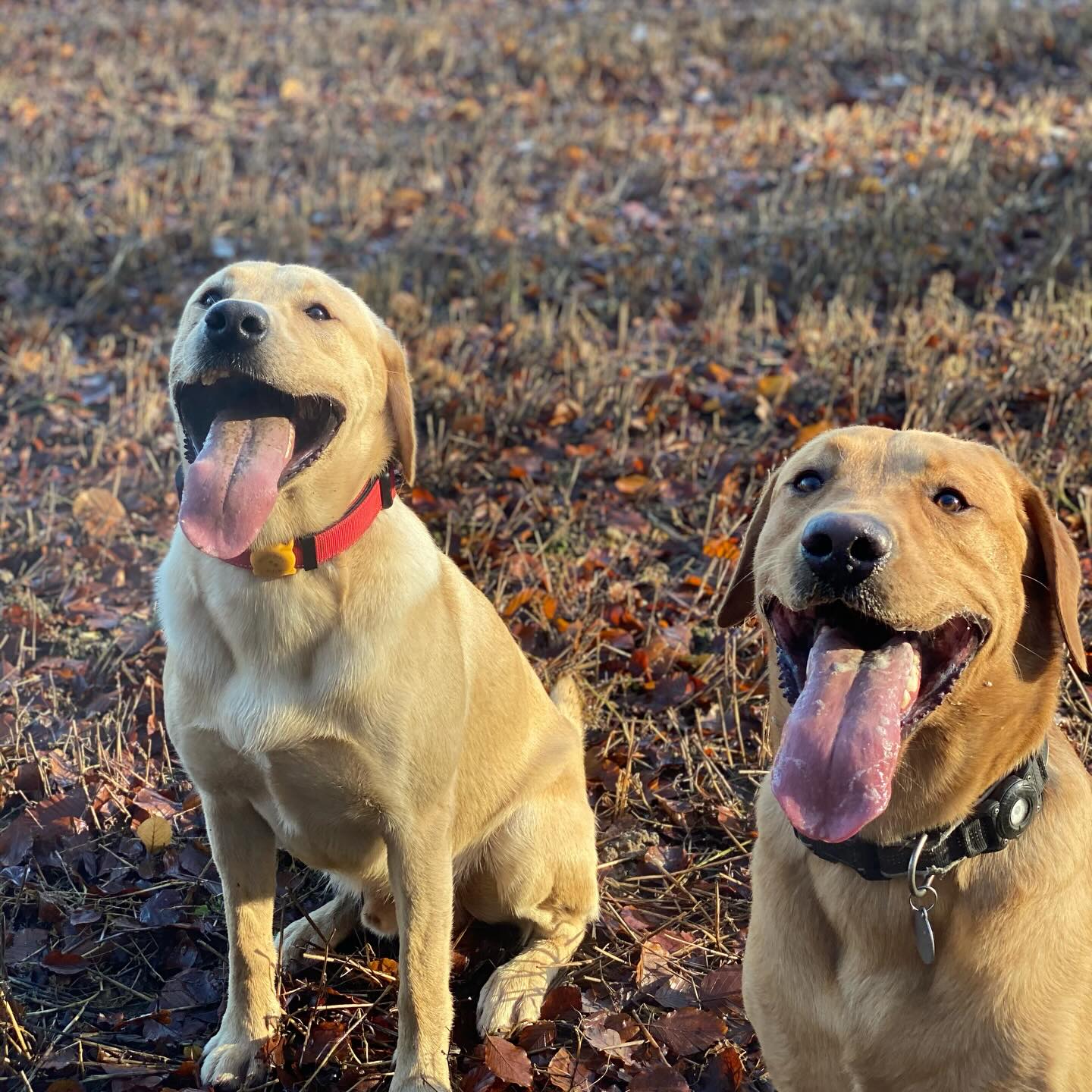 Welcoming plenty of new faces to The Wagging Trail pack the last couple of months
#dogwalking #dogwalker #dogtraining #dogtrainer #chalfontstpeter #chalfontstgiles #gerrardscross