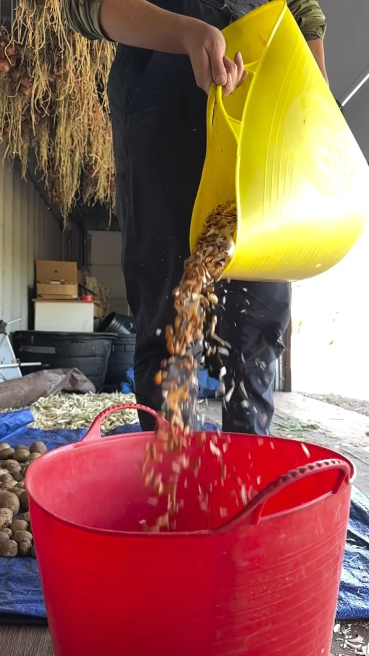 Today we finished sorting all of our dry beans for the season! 🎉
In celebration we wanted to show you the labor of love that goes into drying and processing these gorgeous beans. Stay to the end for some bean ASMR 😌 and come by the farmstand to snag the last of our Pinto and black beans.