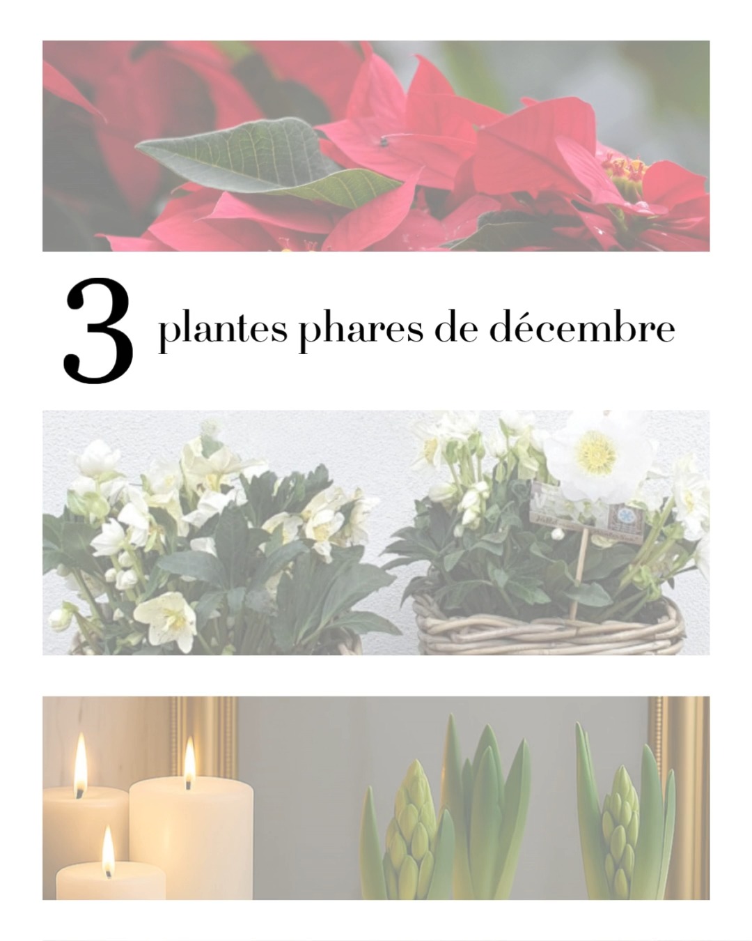 ✨ Trois stars de décembre illuminent nos intérieurs : l’hellébore, messagère de renouveau, le poinsettia, éclat rouge du cœur de l’hiver, et la jacinthe, promesse de printemps à venir 🌿
💫 Cultivée sous la douce attention des horticulteurs, la jacinthe de Noël, dite « forcée » s’éveille un peu plus tôt que la nature ne l’aurait prévu — un avant-goût de lumière et de parfum pour les jours les plus courts.
.
.
.
#plantesdedecembre #helleborus #poinsettia #jacinthe #floraisonhivernale #fleuristepau #orvegetal #artisanfleuriste #orvegetal #pau #boutiquefleuriste #fleursdenoel #biophilie #plantesinterieur