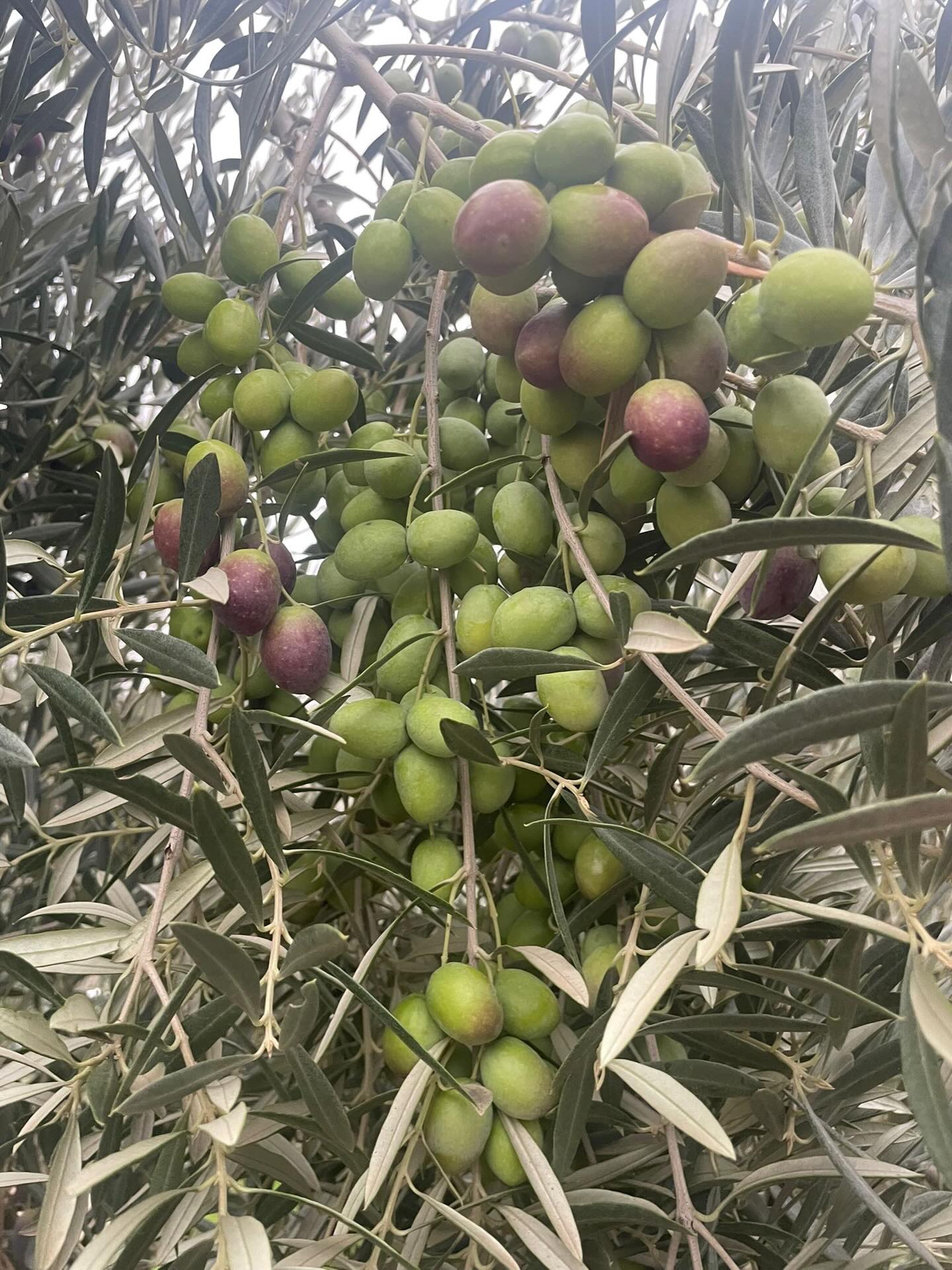 Nee, dat is geen super-racemo van druiven! Het zijn onze prachtige, dikke olijven! 🫒
Onze bomen hangen dit jaar zó vol, het is een waar feest voor het oog. Het resultaat van liefdevolle zorg en aandacht voor onze olijfbomen.
De natuur geeft gul terug! Klaar voor de oogst!
Te bestellen op www.campesinoandaluz.nl