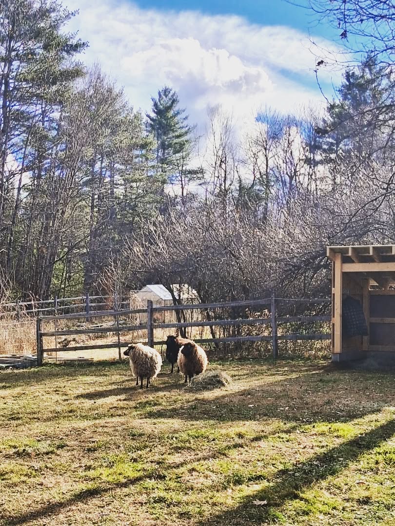 Ivy & Helen officially have three new fluffy friends! 🥰 they'll get a couple weeks to settle in separately before getting introduced, but I can tell both groups are looking forward to being a herd!
#maine #noharmfarm #foreverhome #sheep #friendsnotfood #thanksgiving