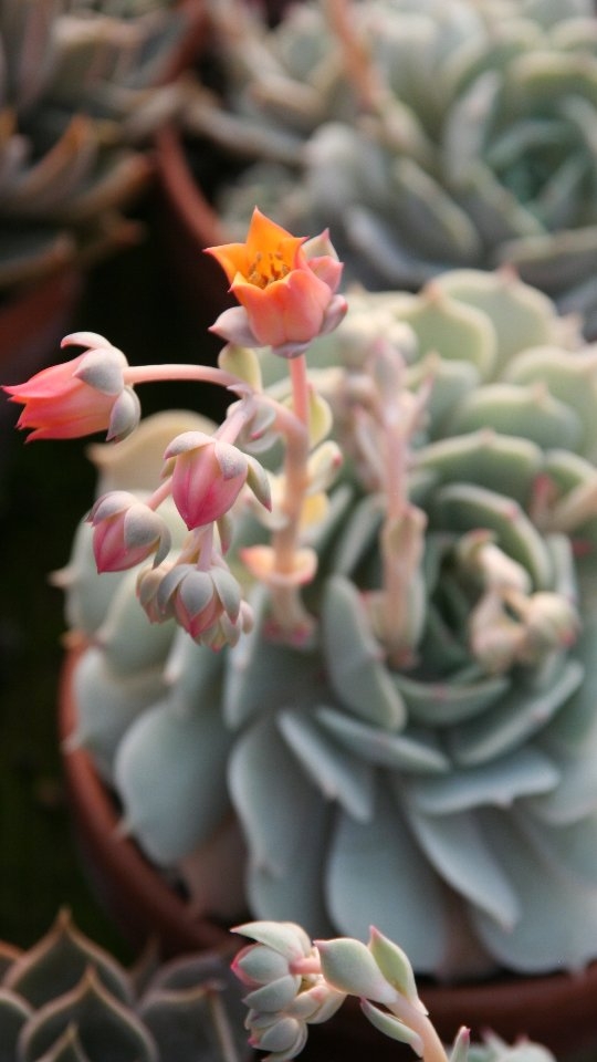 Staunässe ist der häufigste Grund, warum Sukkulenten eingehen 🌵
Deko-Töpfe sehen schön aus – können aber gefährlich sein.
💬 Hat dein Topf ein Loch? Kommentiere mit Ja oder Nein?“