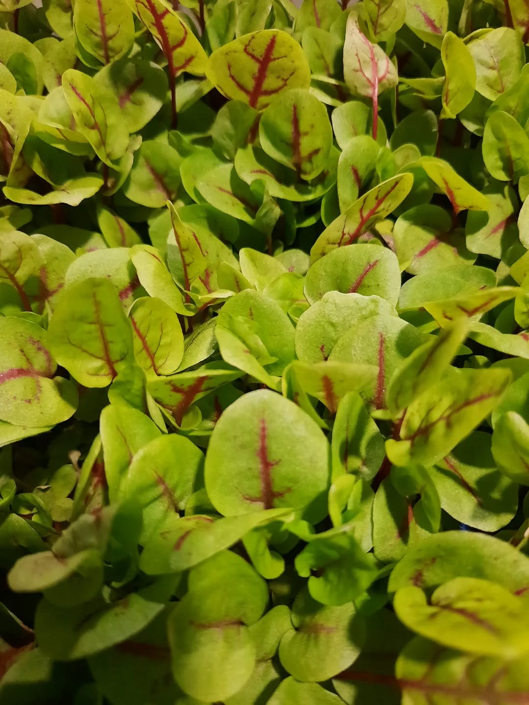 Your best choice in microgreens 🌱
Dirt Free Microgreens 🌱
Athens Gourmet Leaves 🇬🇷 Greek Microgreens 🇬🇷 Packed and delivered as fresh as it gets all over Greece🌱
Eat your greens 🌱
#supportlocal
#athensgourmetleaves #microgreensgreece #microgreens #gourmetcooking mediterraneancuisine greekrestaurants athensrestaurants greekchefs dirtfreemicrogreens gourmetcooking gourmet eatyourgreens microgreen artdelatable🍽 urbanfarming greekmicrogreens
verticalfarming madeingreece producedingreece chefstalk gastrobar culinaryarts culinary garnish chefsofinstagram cheflife happychef artonplate artonaplate7
Photo credit: Yiannis Giassemis