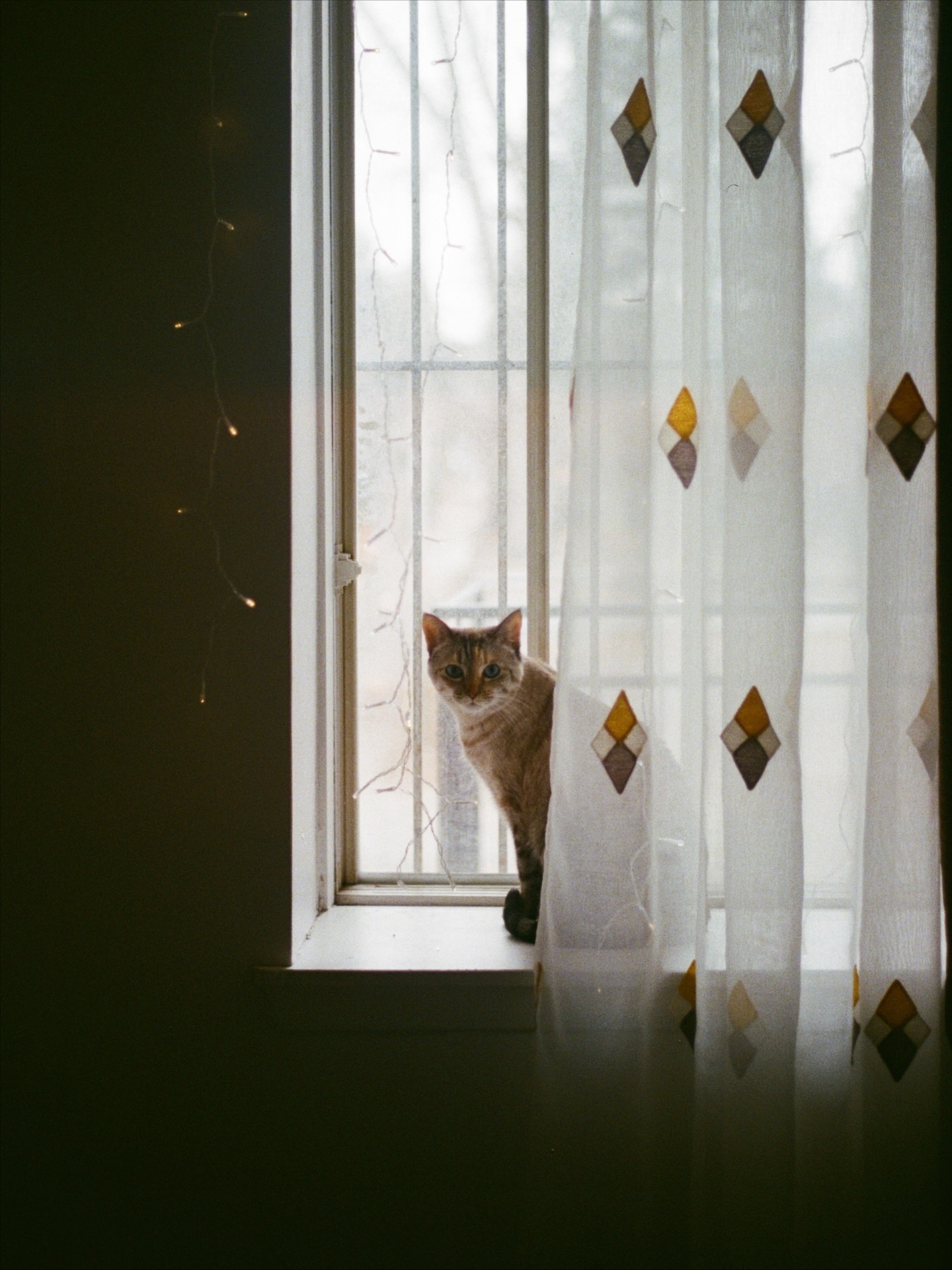 愛しのBooと部屋からの景色
These are the last photos I took in Montreal. Because I lost the three rolls of film that captured my final three months there.
When I realized the film was gone, it felt as if I had lost the memories themselves.
But it’s okay. Memories don’t disappear. And I’ll go take new ones again someday.
#canonae1 #kodak #montreal #canada #cat #winter #snow #🐱#❄️