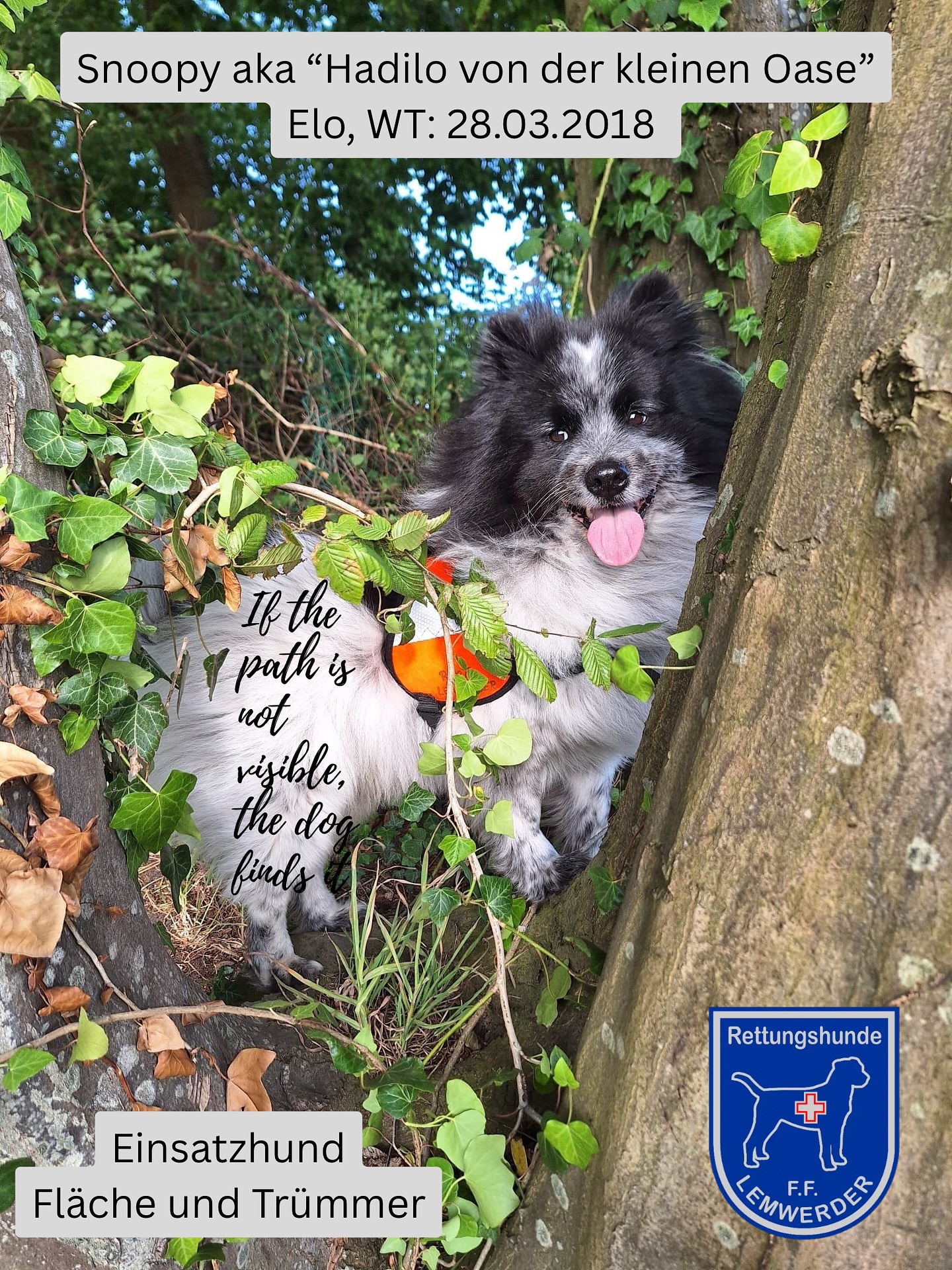 Vorstellung unserer Hunde
#rettungshund
#rettungshundestaffel
#freiwilligefeuerwehr
#fflemwerder
#searchandrescue
##lemwerder